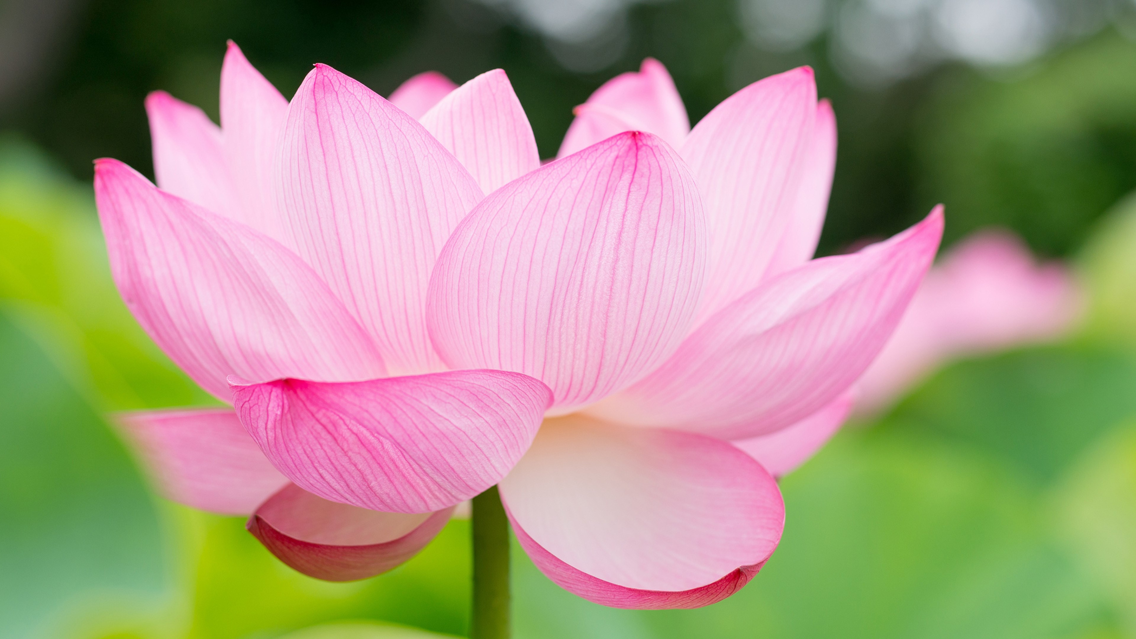 Pink Lotus Flower HD Wallpaper