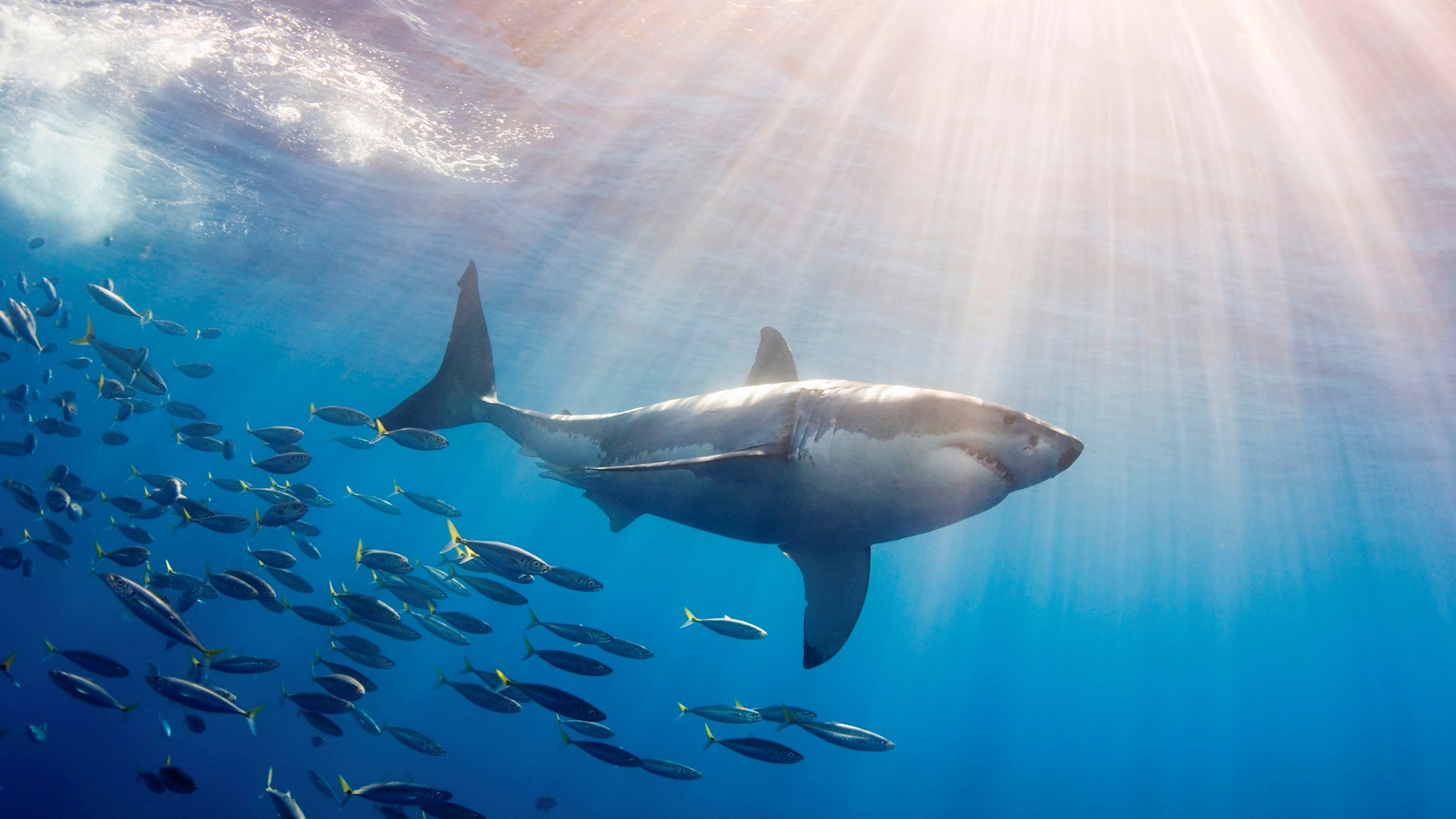 Great White Shark swimming with a school of fish HD Wallpaper