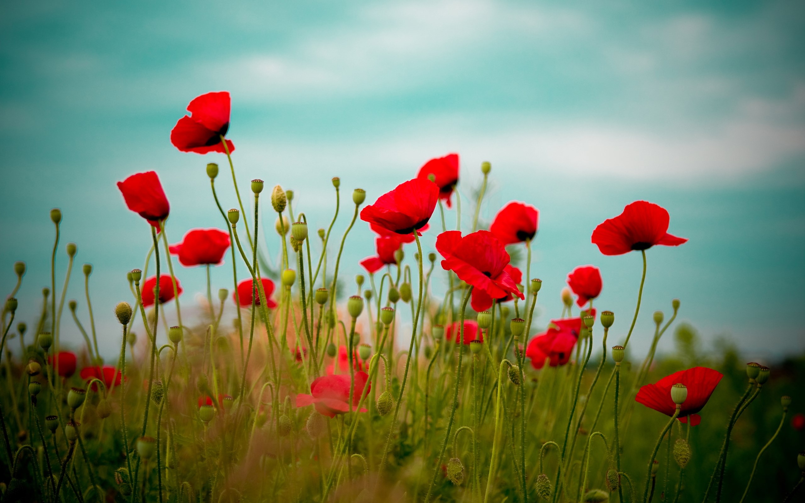 Field of Red Poppies Under a Blue Sky HD Wallpaper