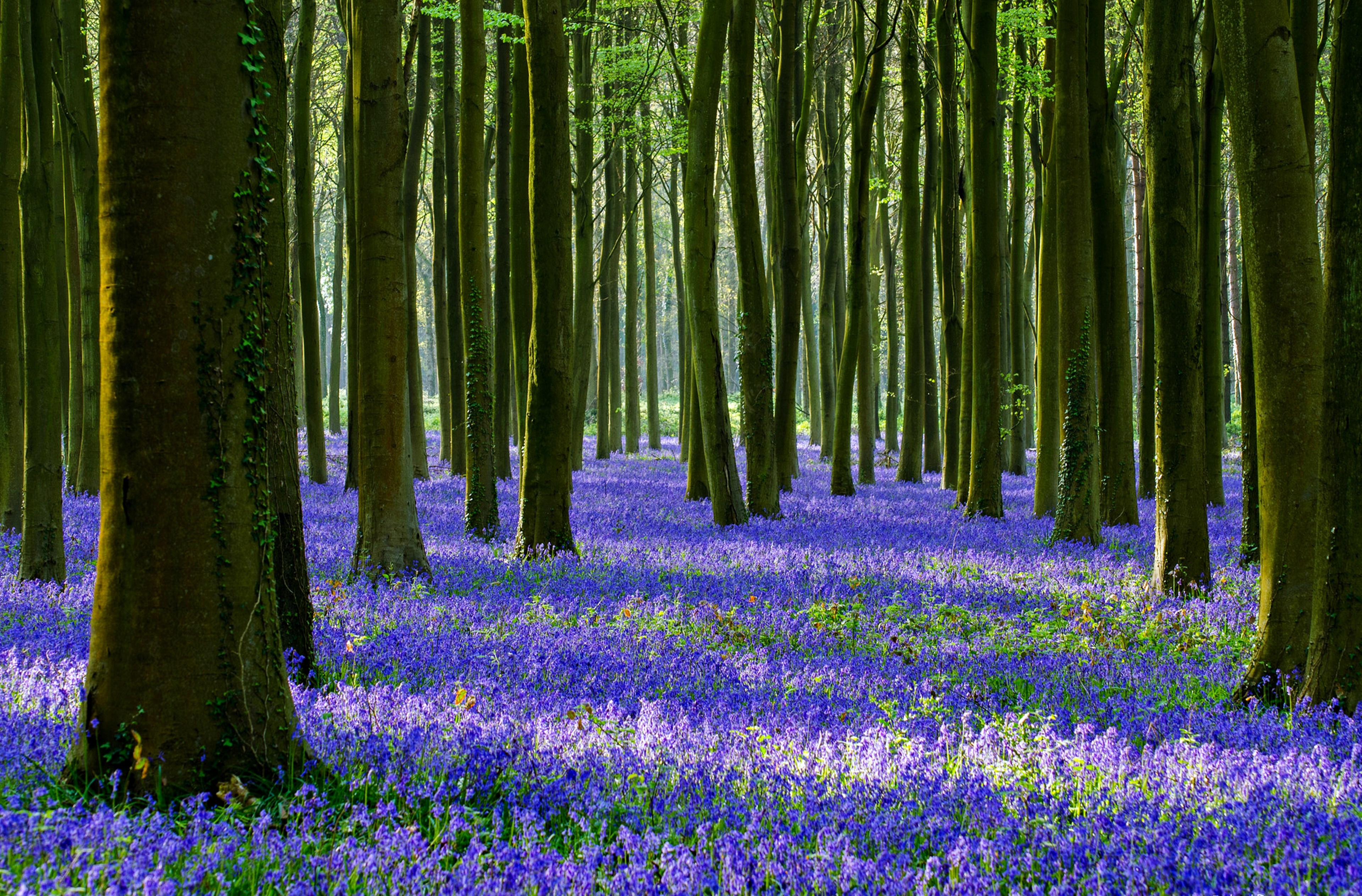 Bluebell forest with tall trees HD Wallpaper