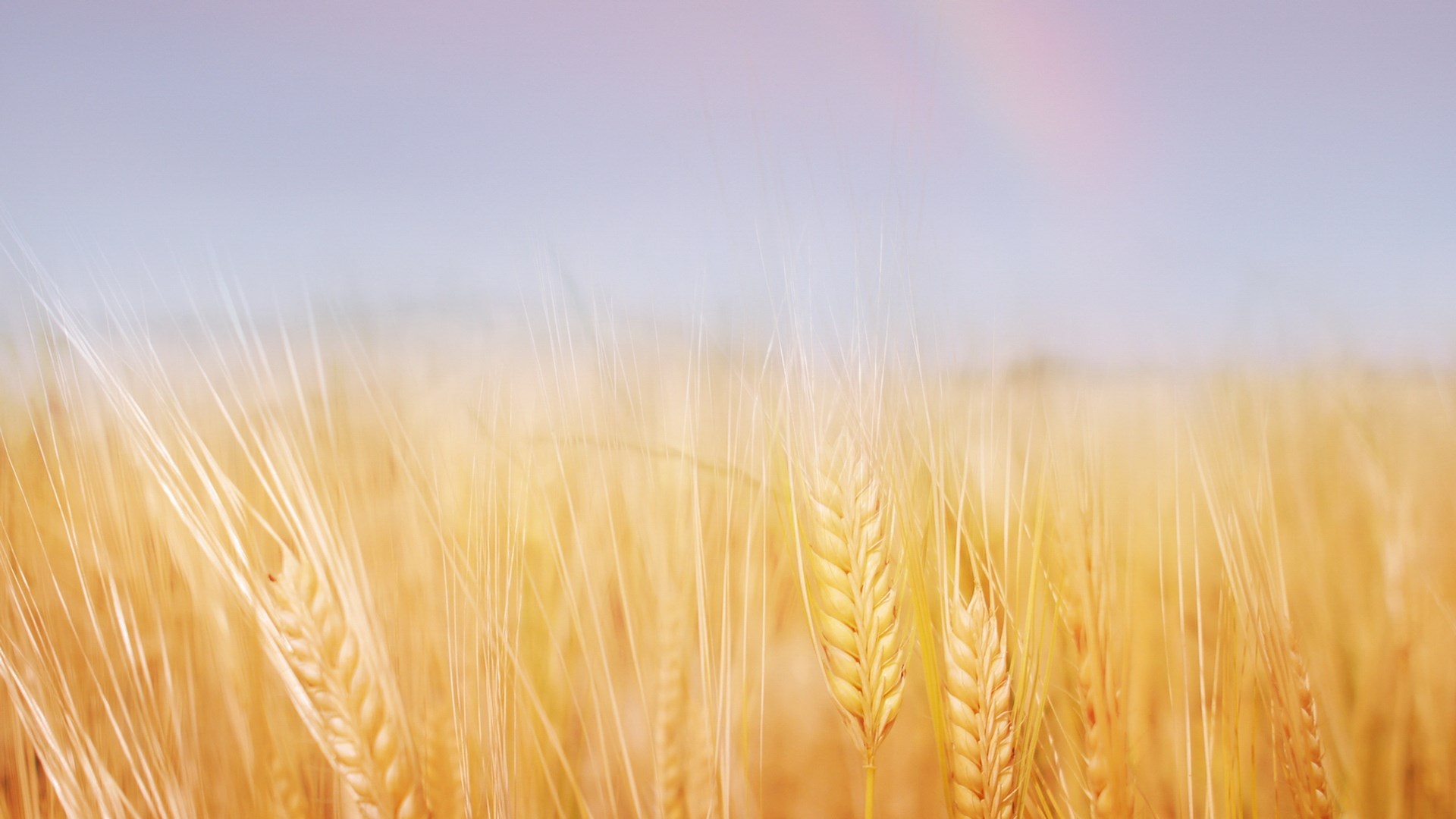 Close-up of golden wheat field under a pale sky HD Wallpaper