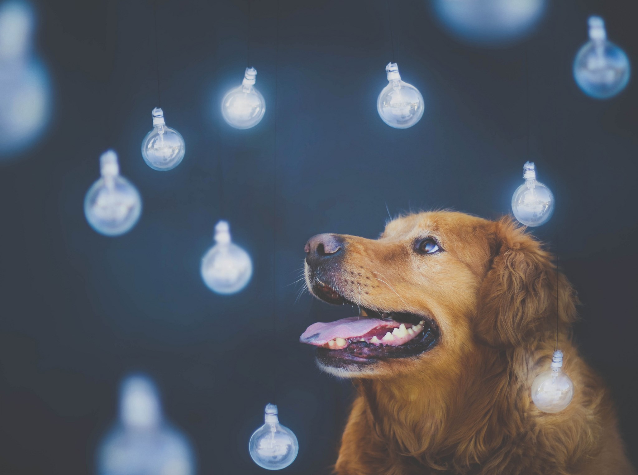 Golden retriever looking up at lights HD Wallpaper