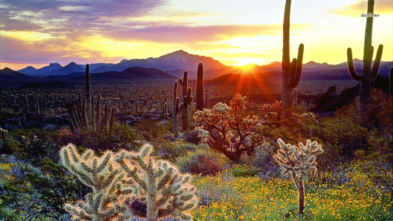 Desert landscape at sunset with saguaro cacti HD Wallpaper