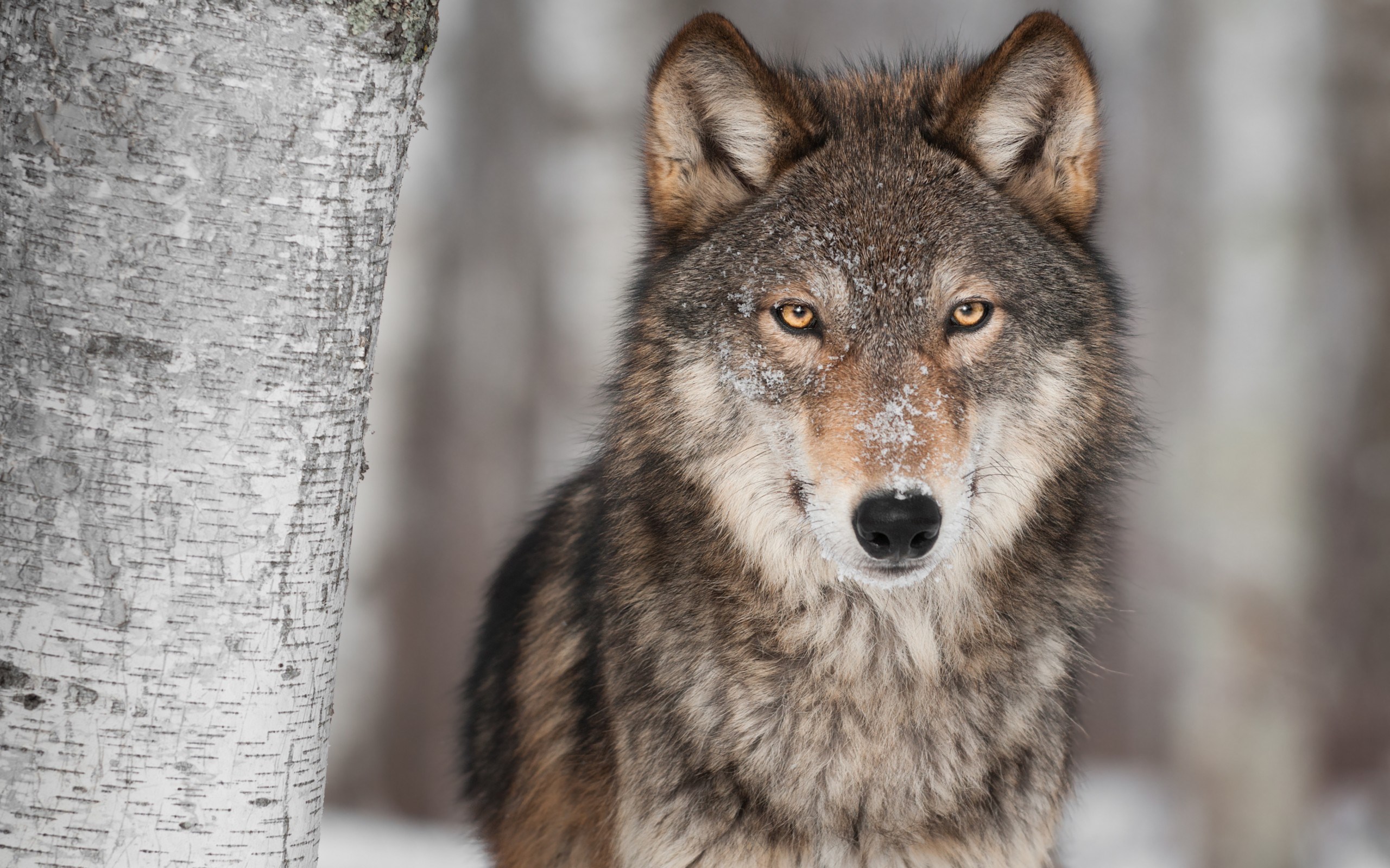 Close-up of Majestic Winter Wolf HD Wallpaper