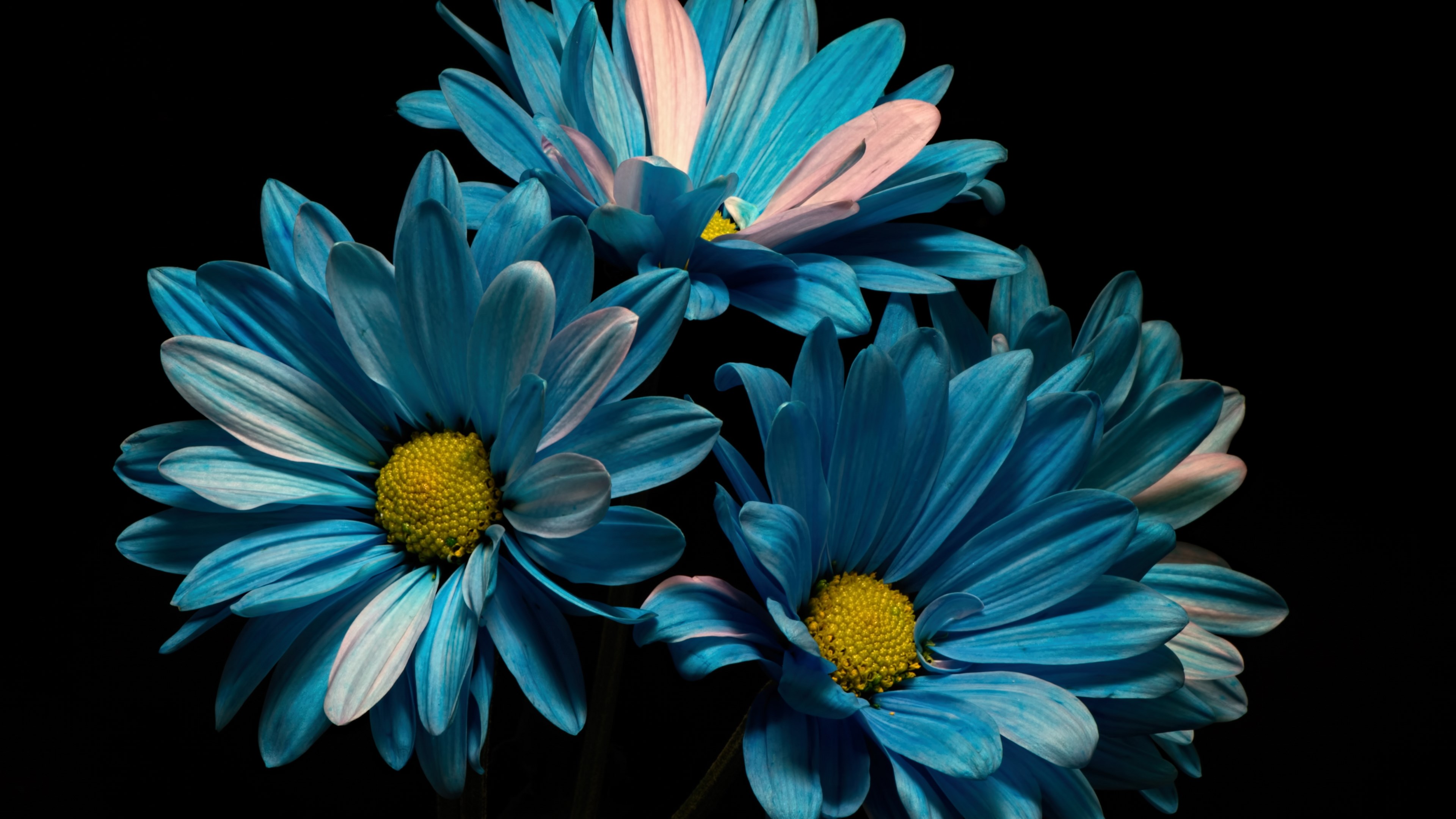 4K Blue Daisies on Black Background HD Wallpaper