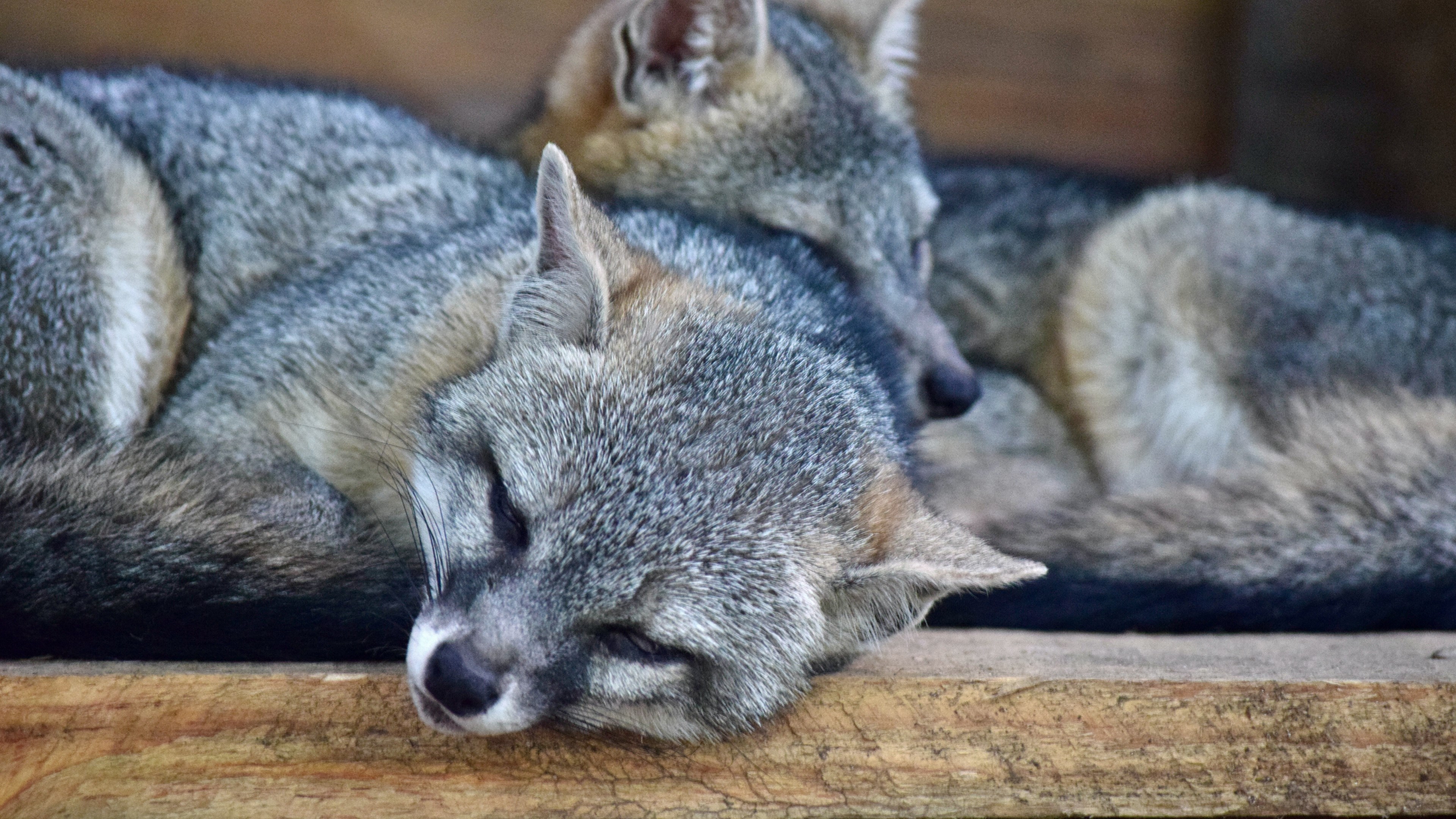 Two foxes sleeping on a wooden surface HD Wallpaper