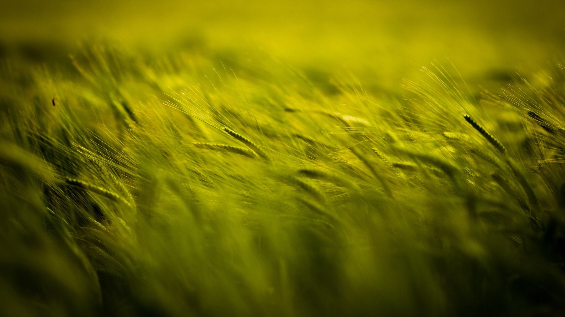 Field of wheat swaying in the wind HD Wallpaper