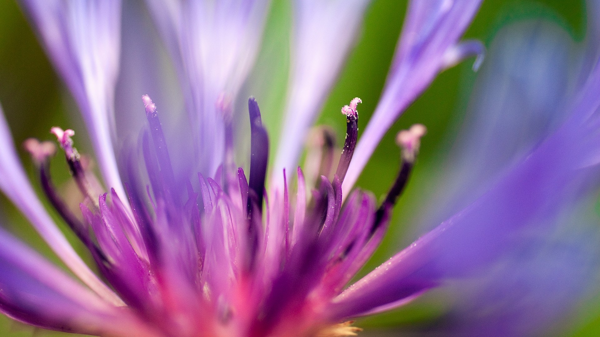 Macro shot of a purple flower's center HD Wallpaper