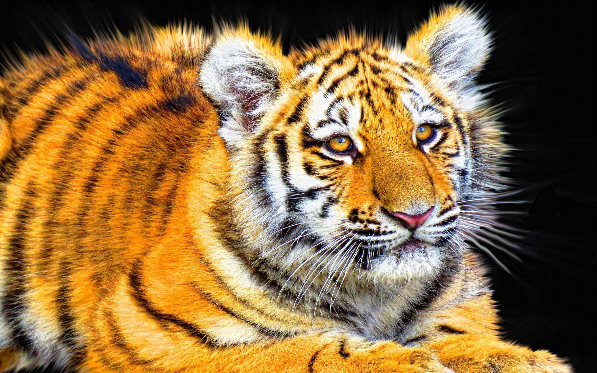 Close-up of a young tiger HD Wallpaper