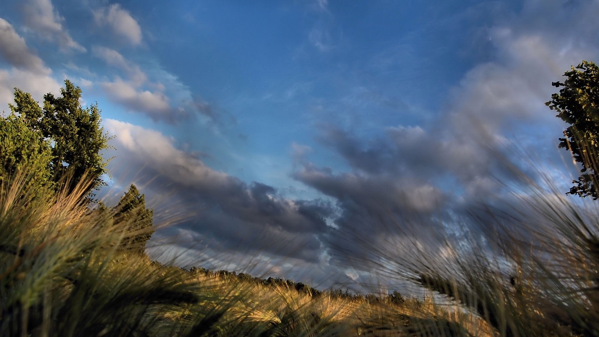 Wheat field under a cloudy sky HD Wallpaper