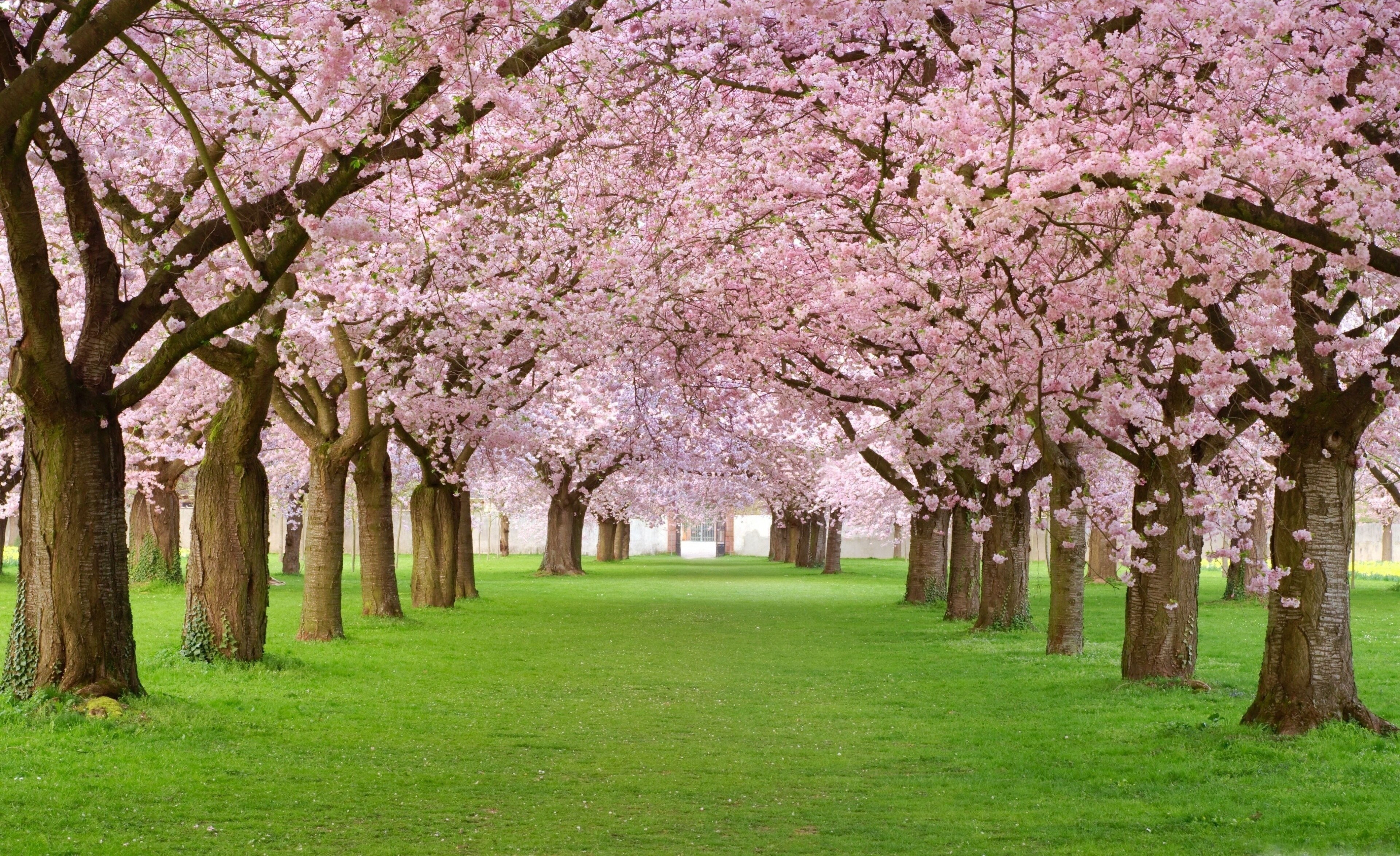 Avenue of cherry blossom trees in bloom HD Wallpaper