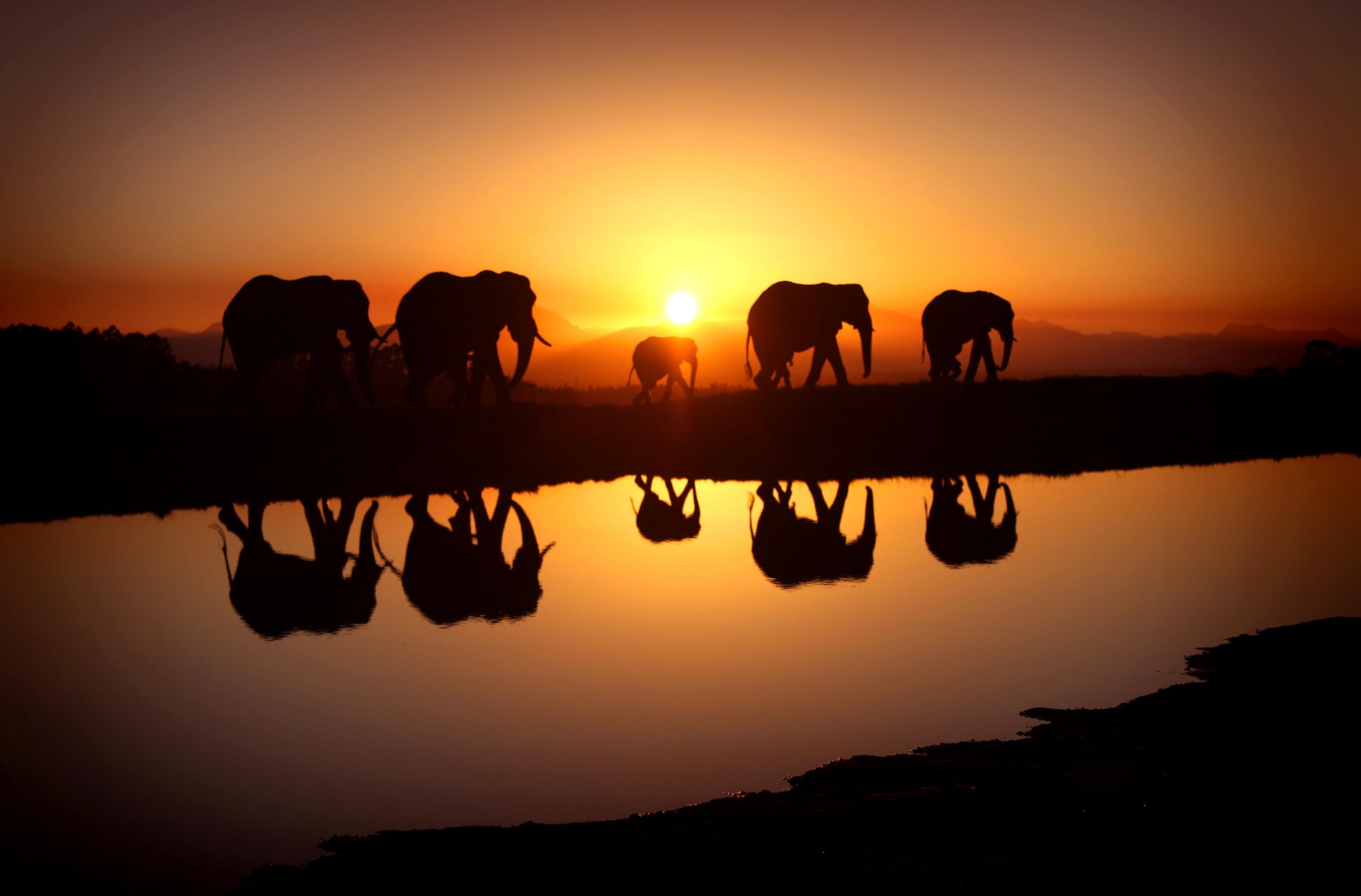 Elephants silhouetted at sunset with reflection HD Wallpaper