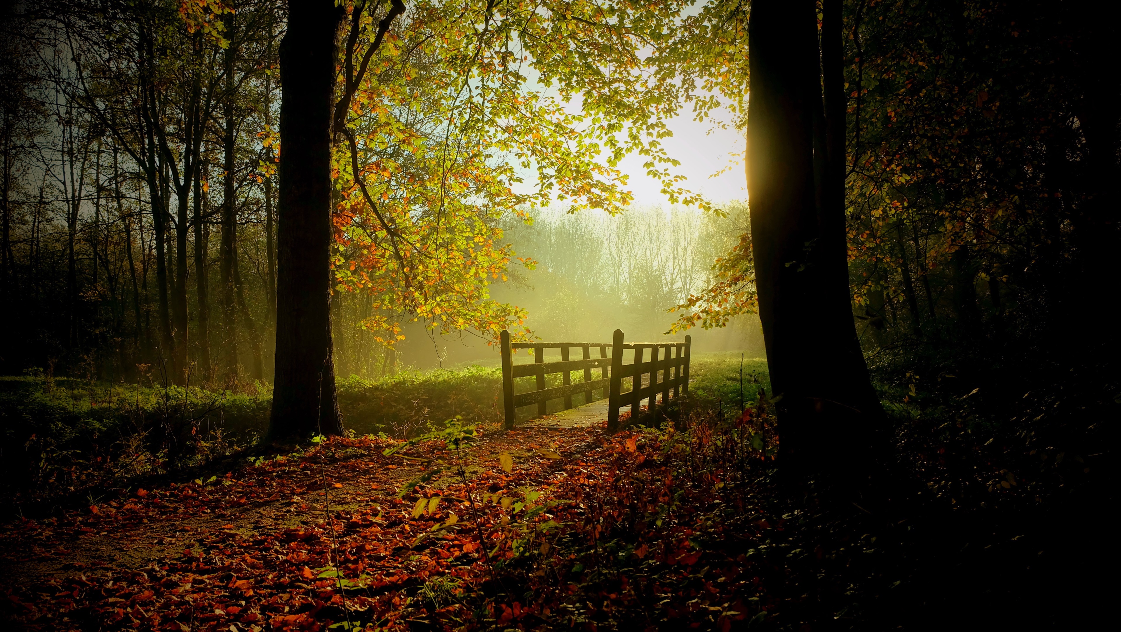 Autumn forest path with wooden bridge and sunbeams HD Wallpaper