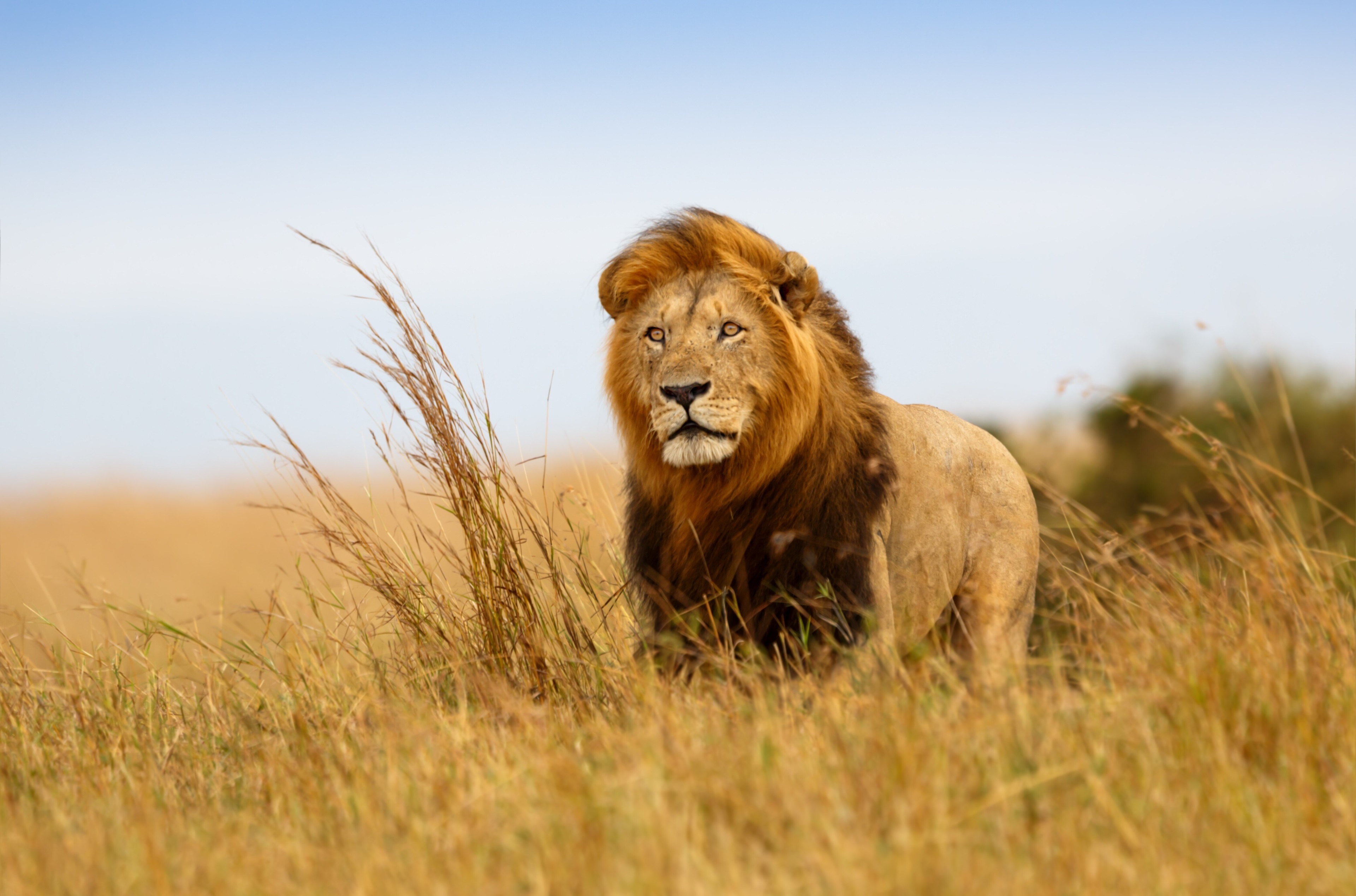 Lion in tall grass, 4K HD Wallpaper