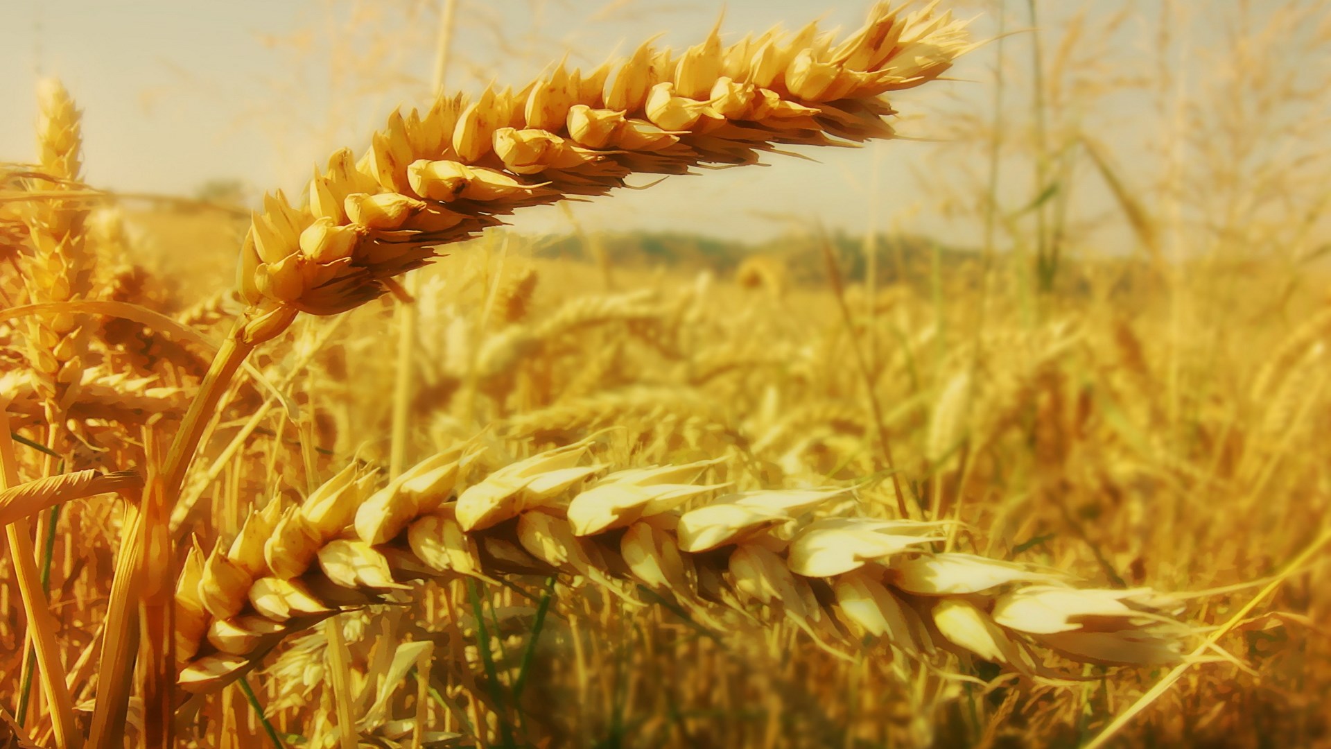 Close-up of ripe wheat stalks in a field HD Wallpaper
