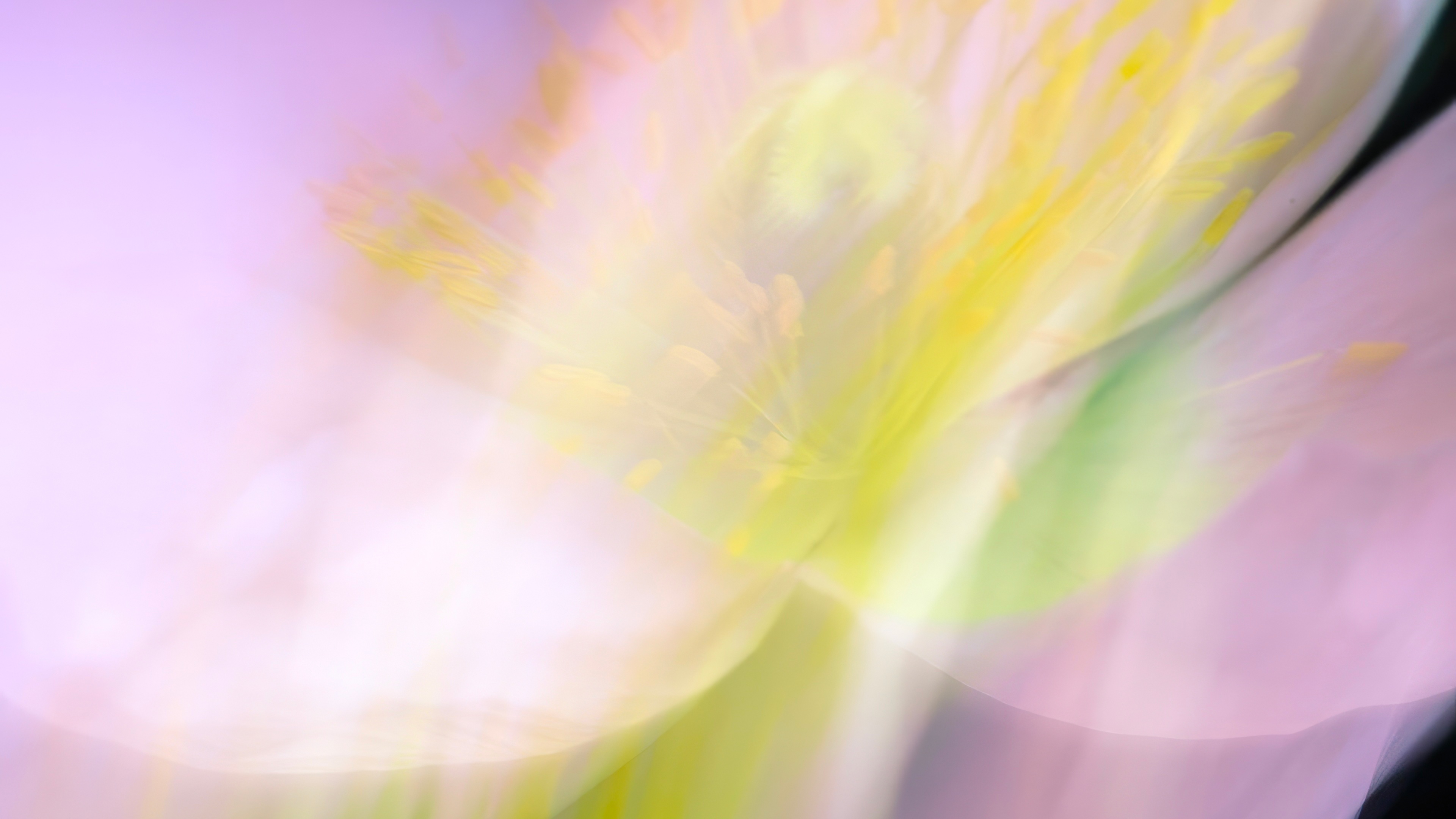 Abstract blurred flower with yellow stamens and pink petals HD Wallpaper