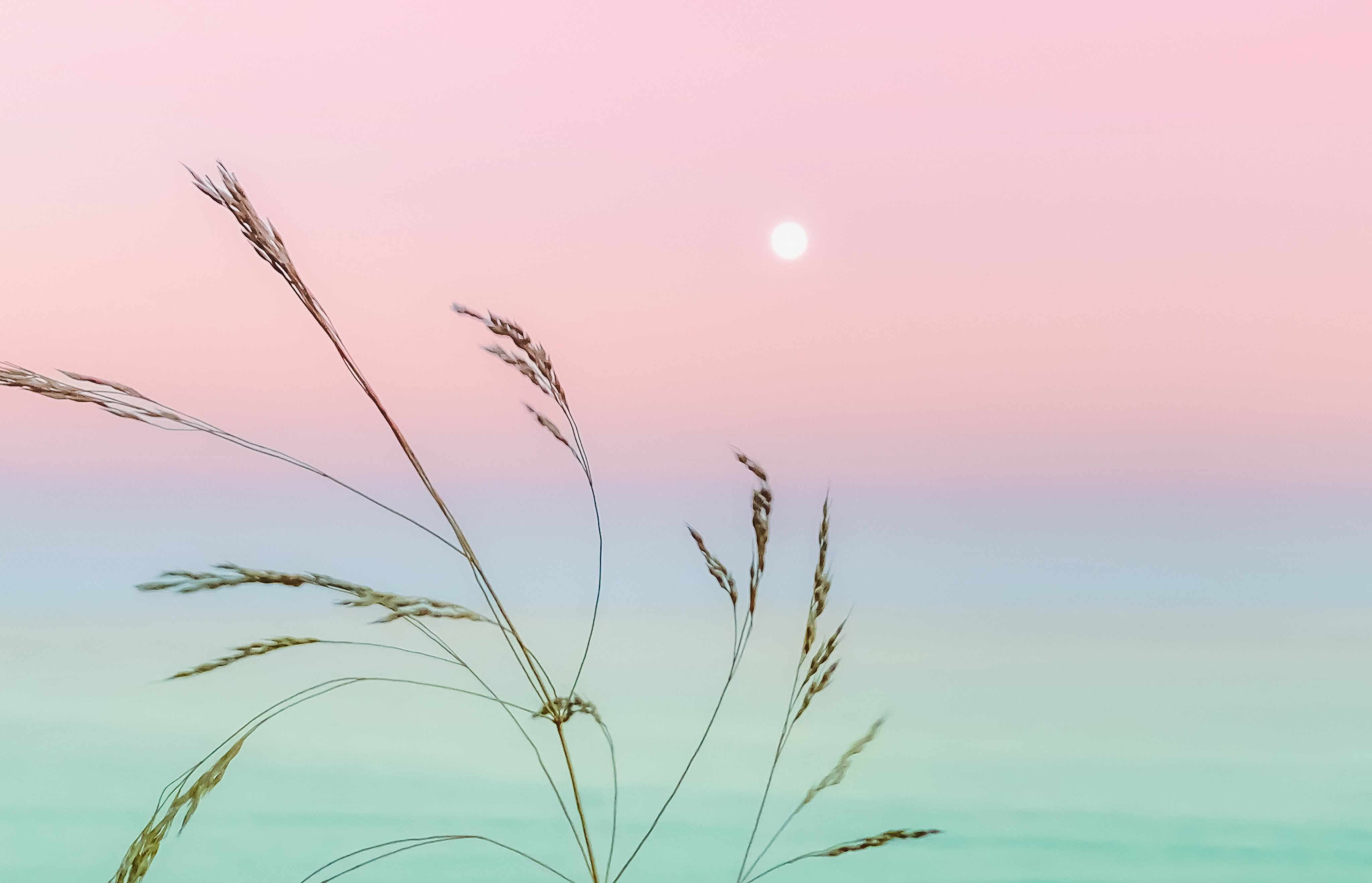 Pink sky with grass and sun HD Wallpaper