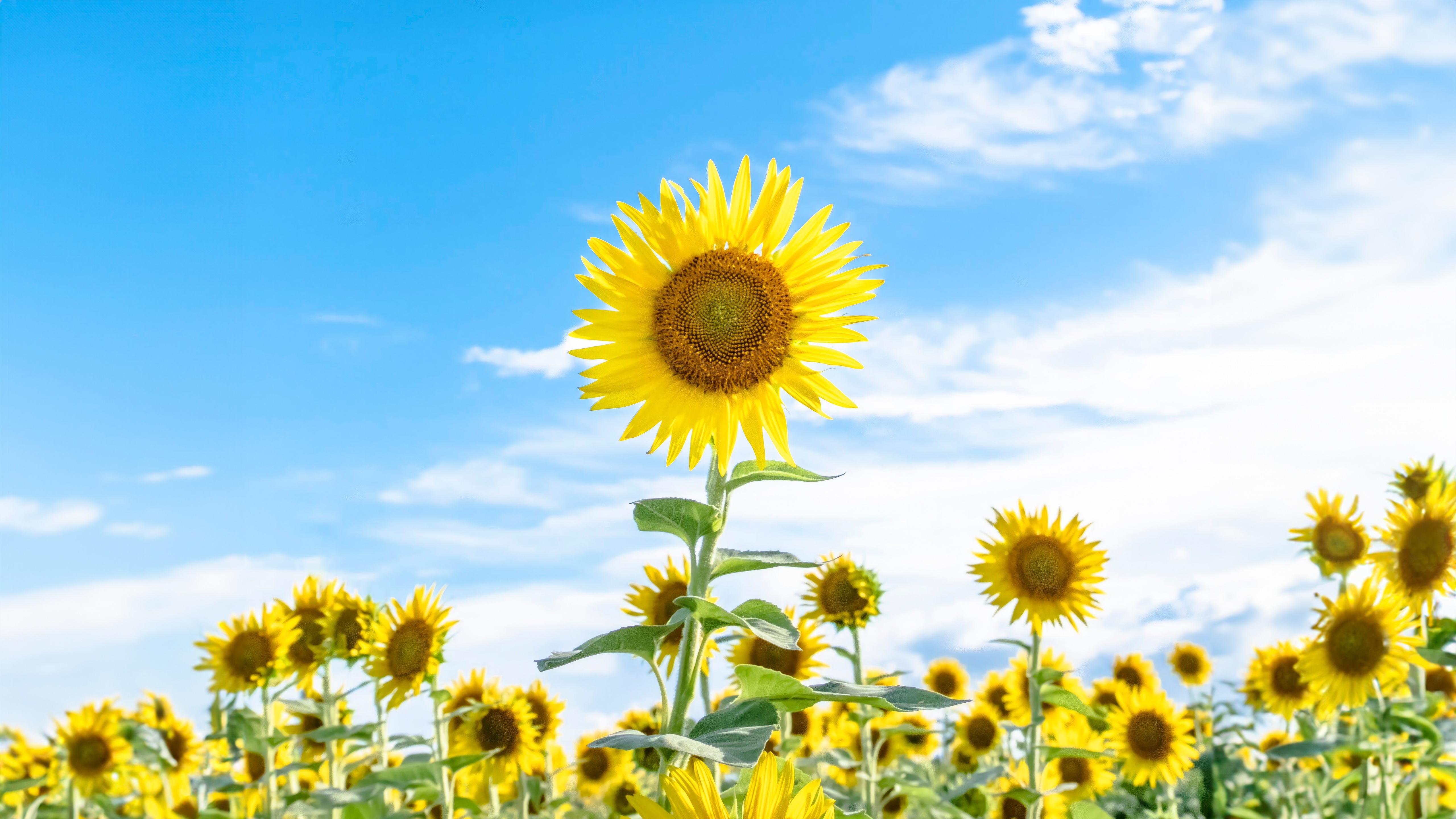 Field of Sunflowers Under a Blue Sky HD Wallpaper