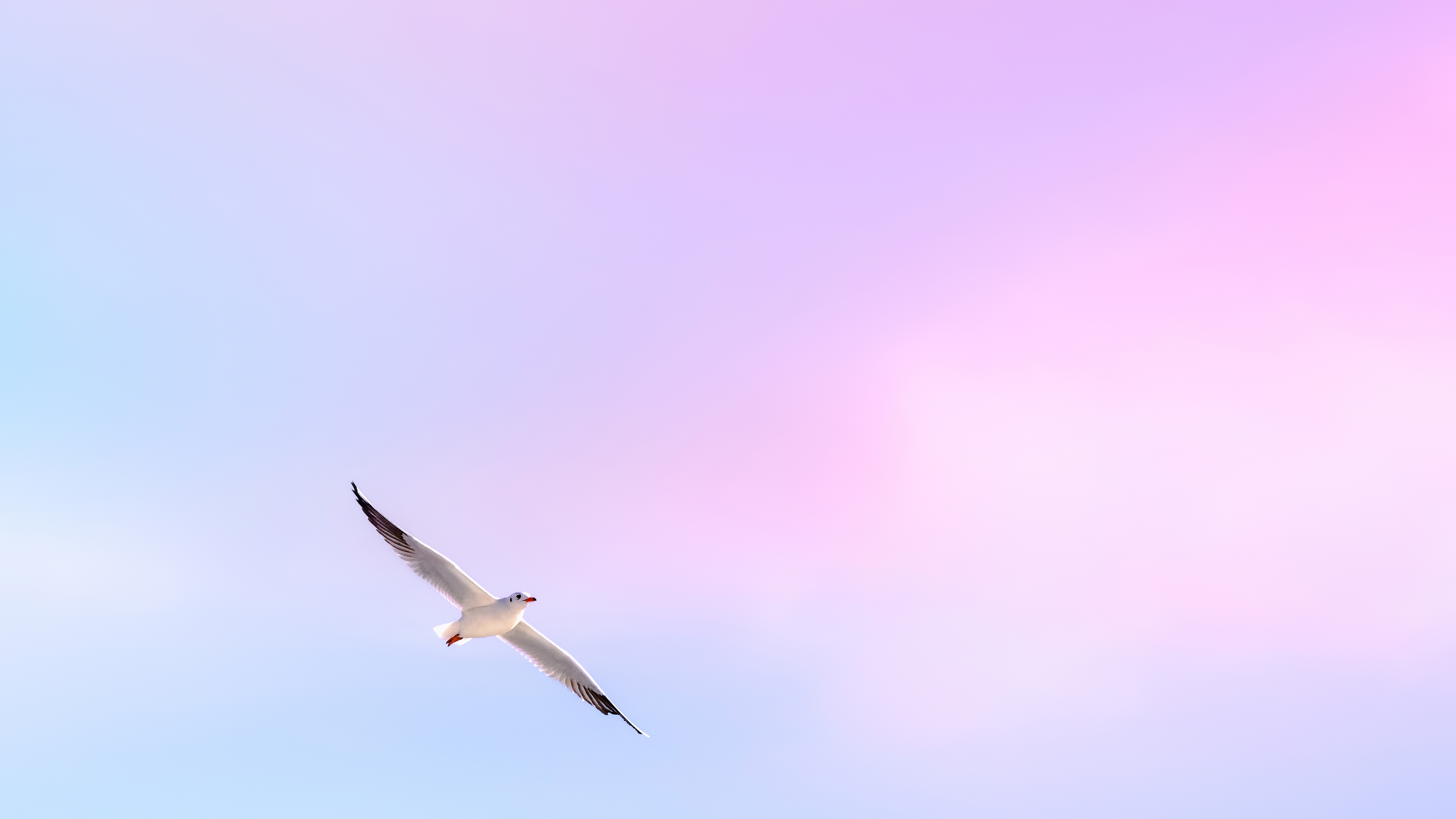Seagull flying in a pastel sky HD Wallpaper