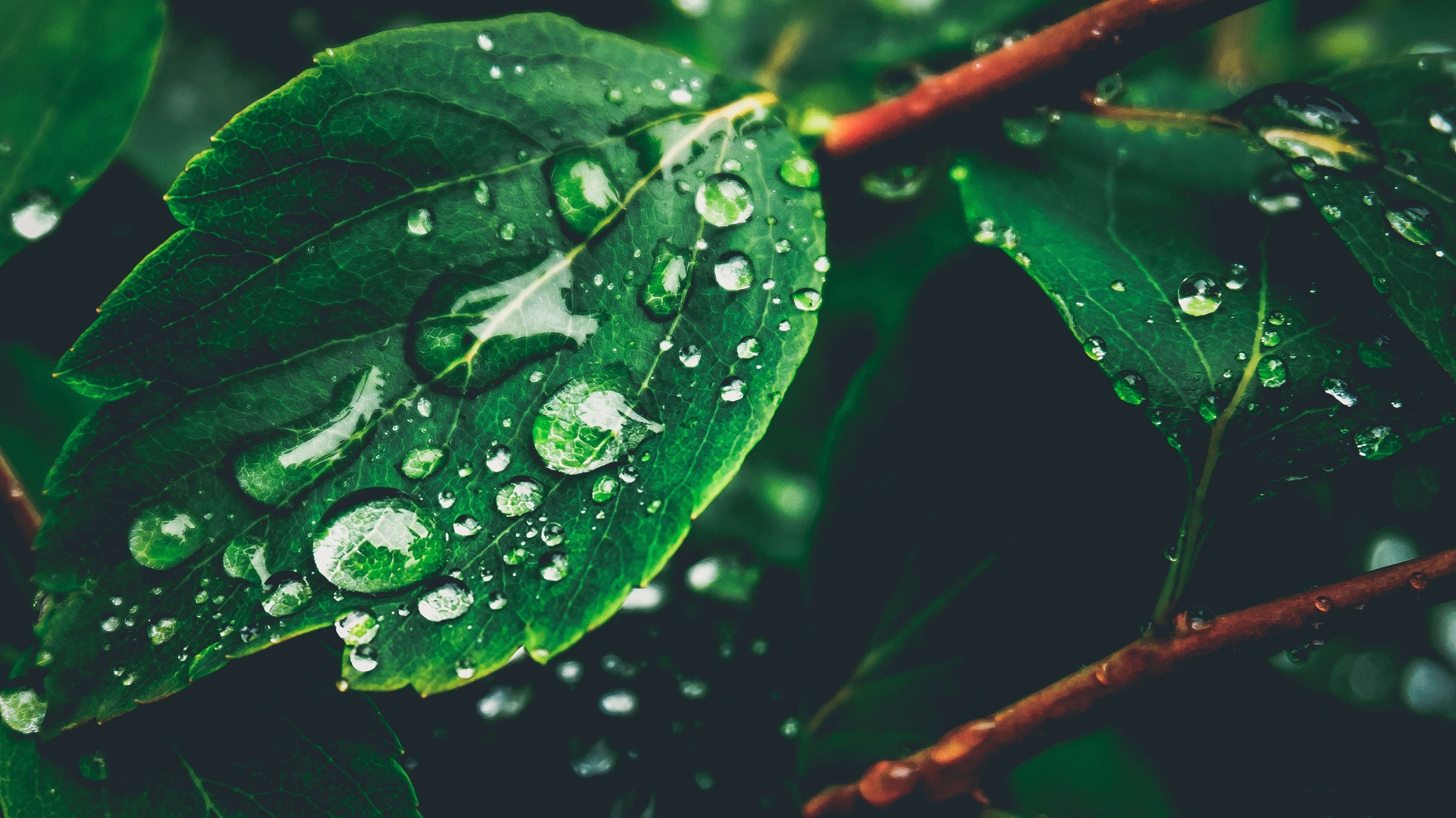 Water drops on green leaves 4K HD Wallpaper