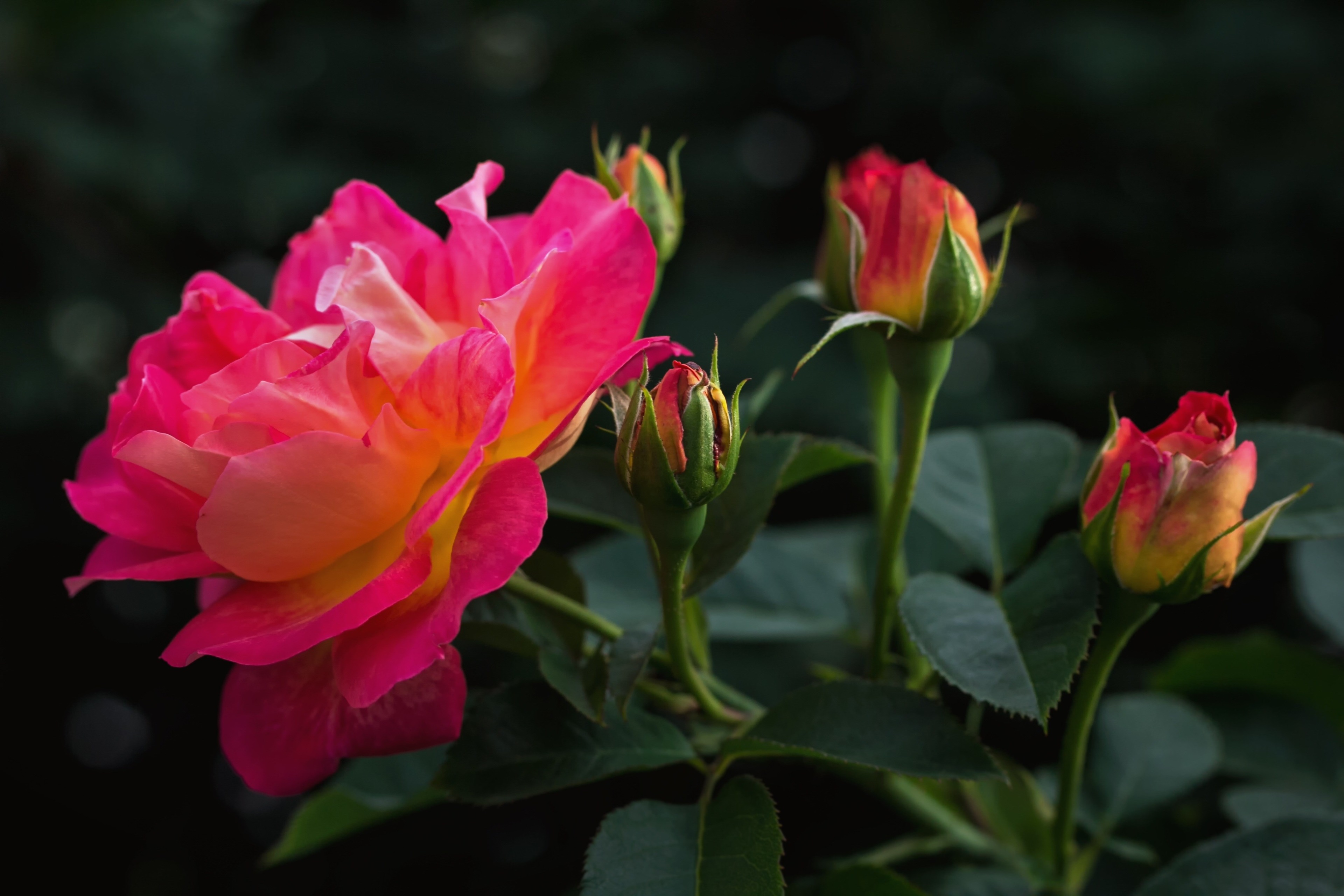 Pink and yellow rose with buds 4K HD Wallpaper
