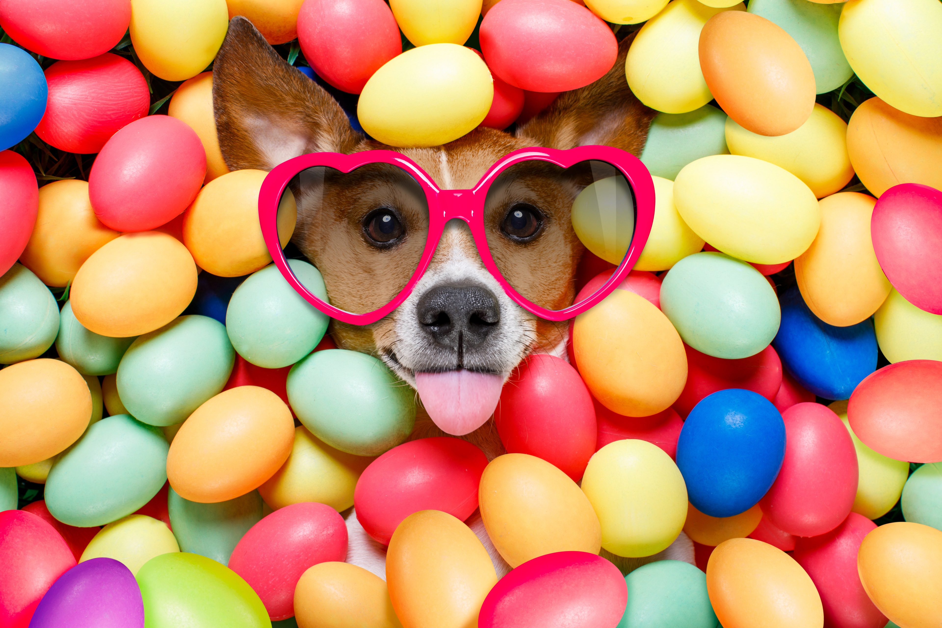 Dog wearing heart sunglasses in Easter eggs 4K HD Wallpaper