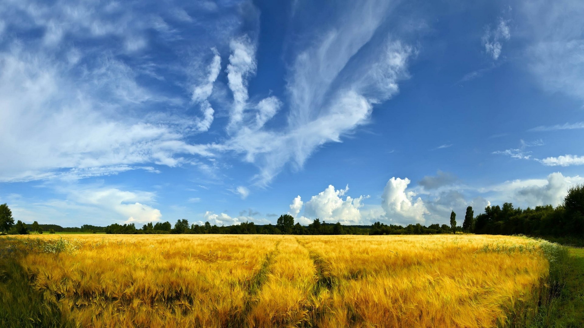 Golden wheat field under a blue sky with clouds HD Wallpaper
