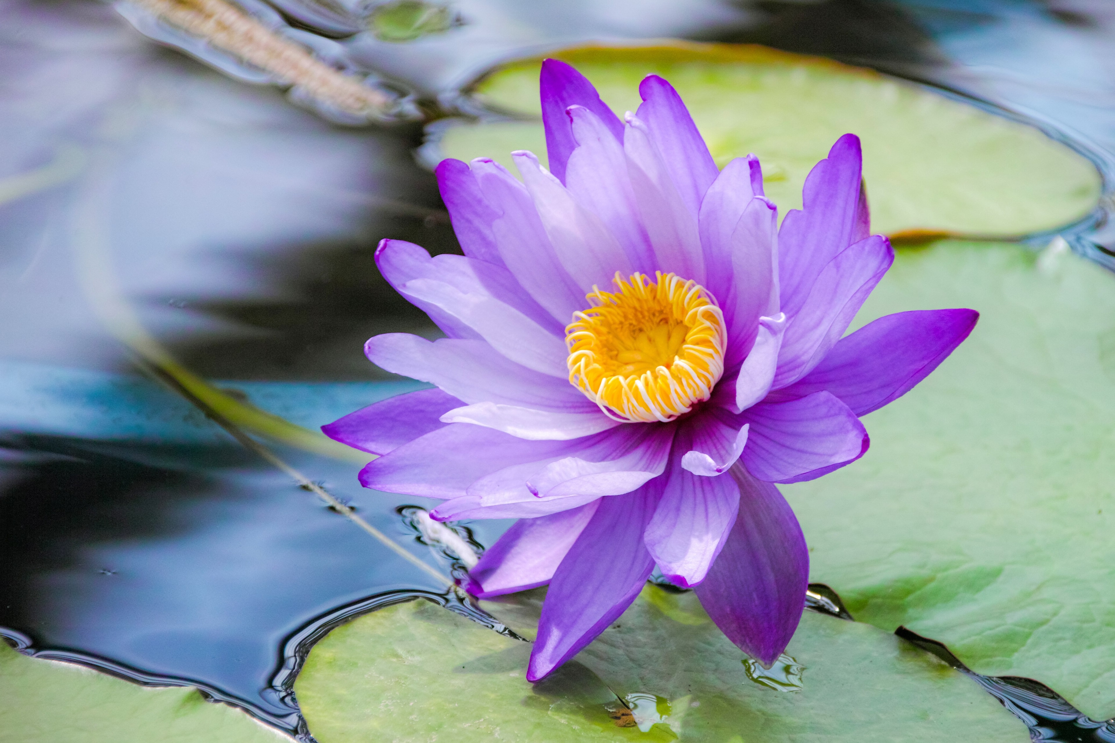 Purple water lily with yellow center on pond HD Wallpaper