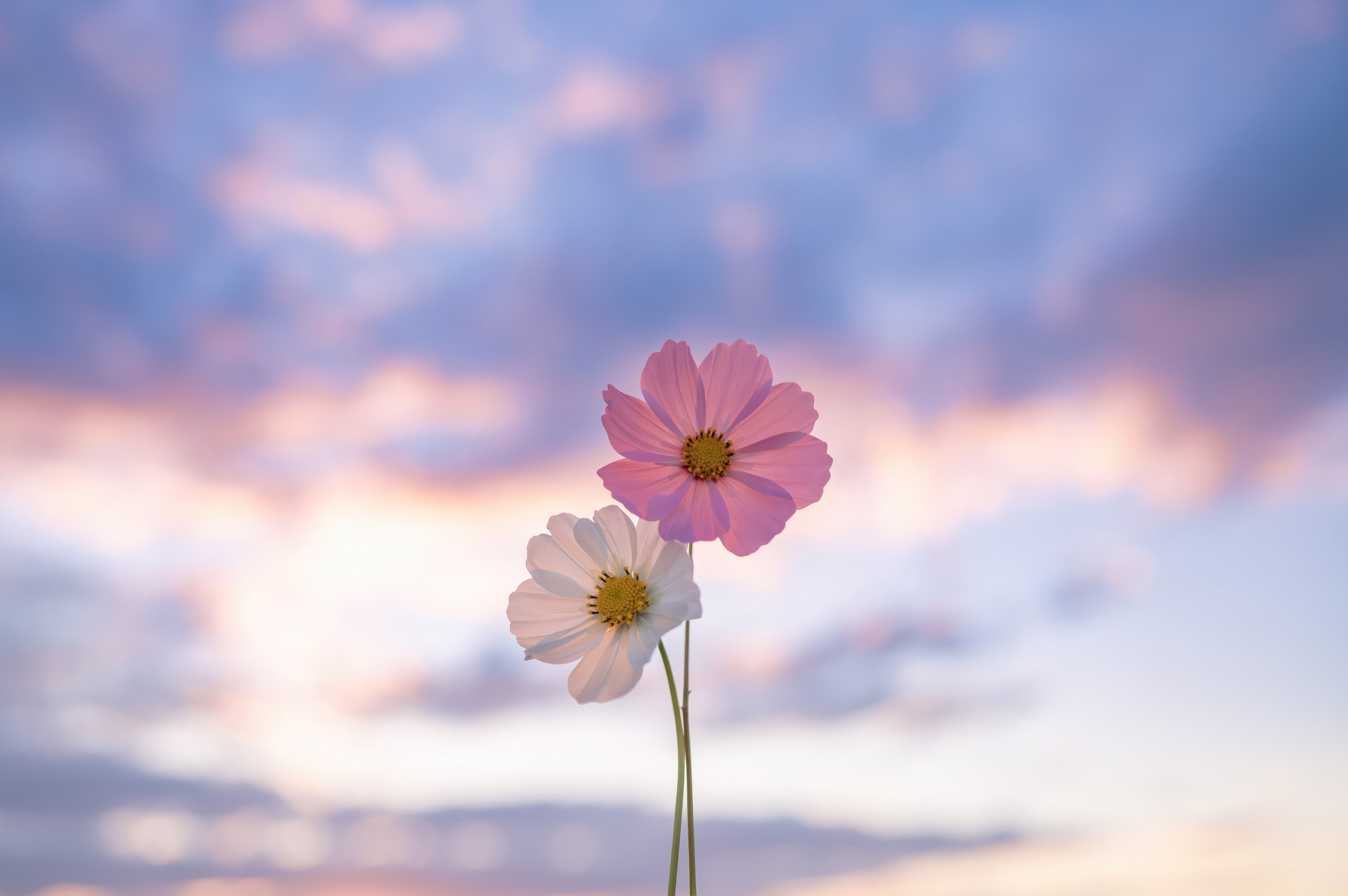 Two cosmos flowers against a colorful sky HD Wallpaper