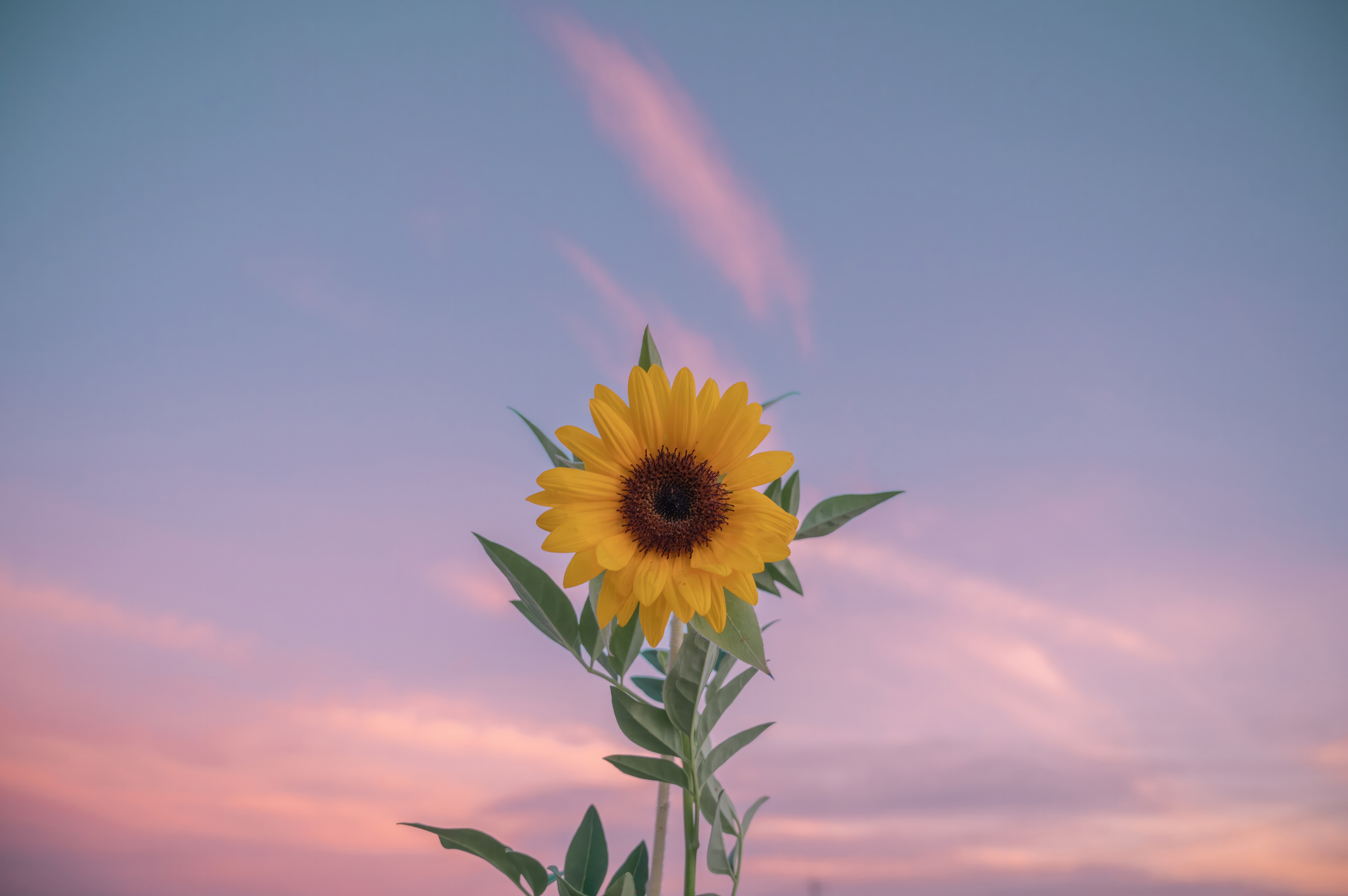 A single sunflower against a pastel sky HD Wallpaper