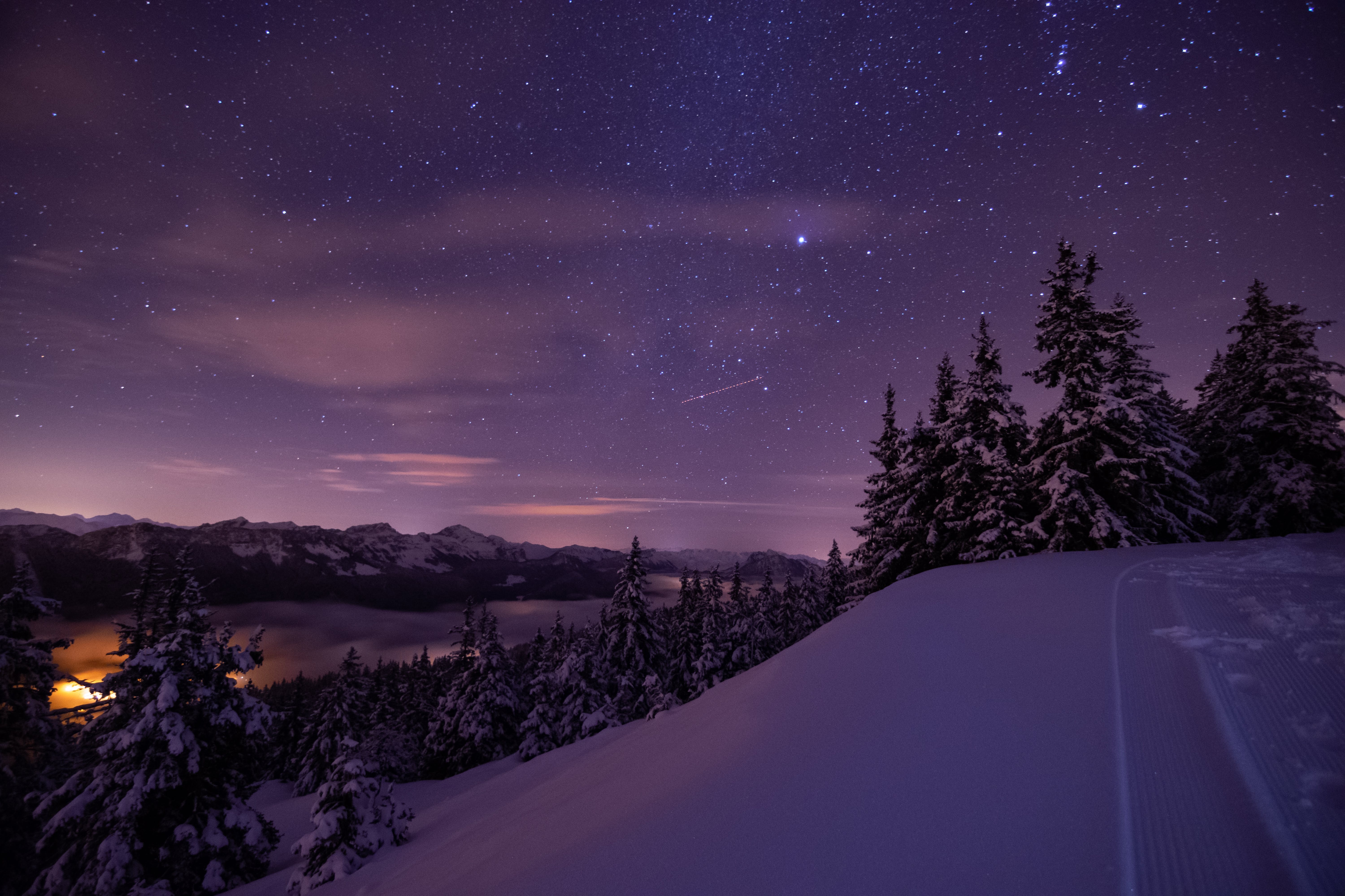 Snowy forest under a starry night sky HD Wallpaper