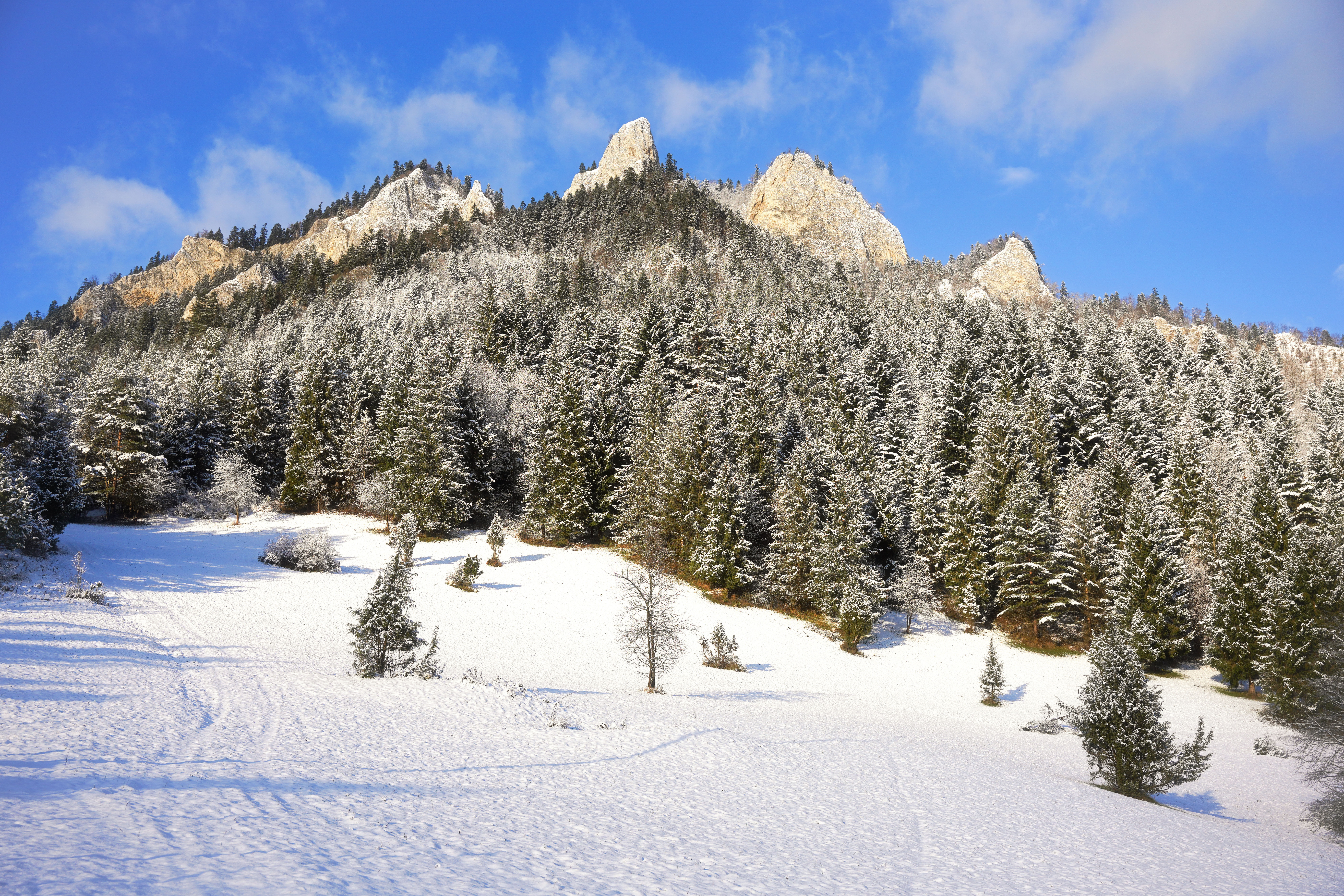 Snowy Pienin Mountains with Evergreen Forest HD Wallpaper