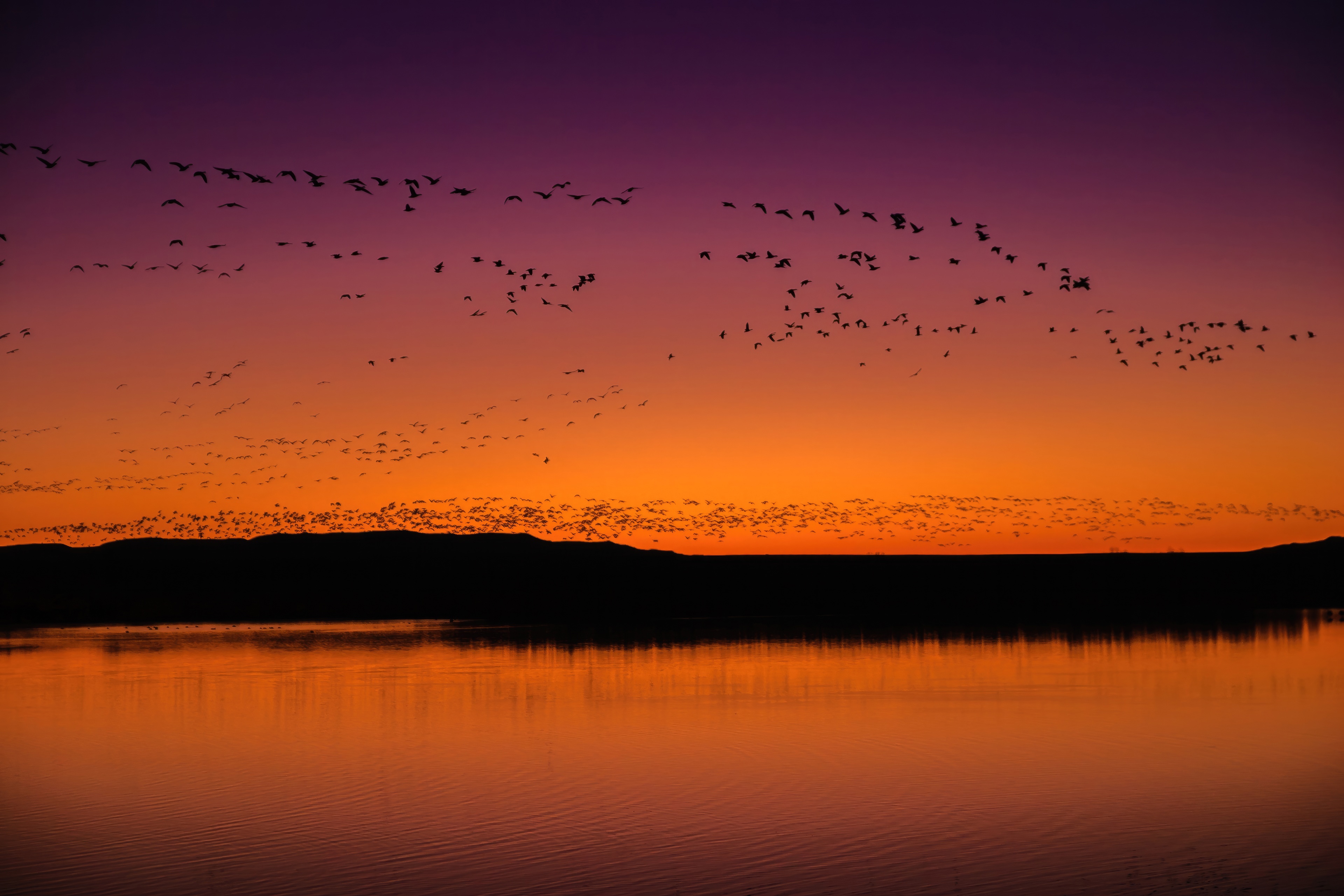 Flock of birds flying over Bosque Del Apache National Wildlife Refuge at sunset HD Wallpaper