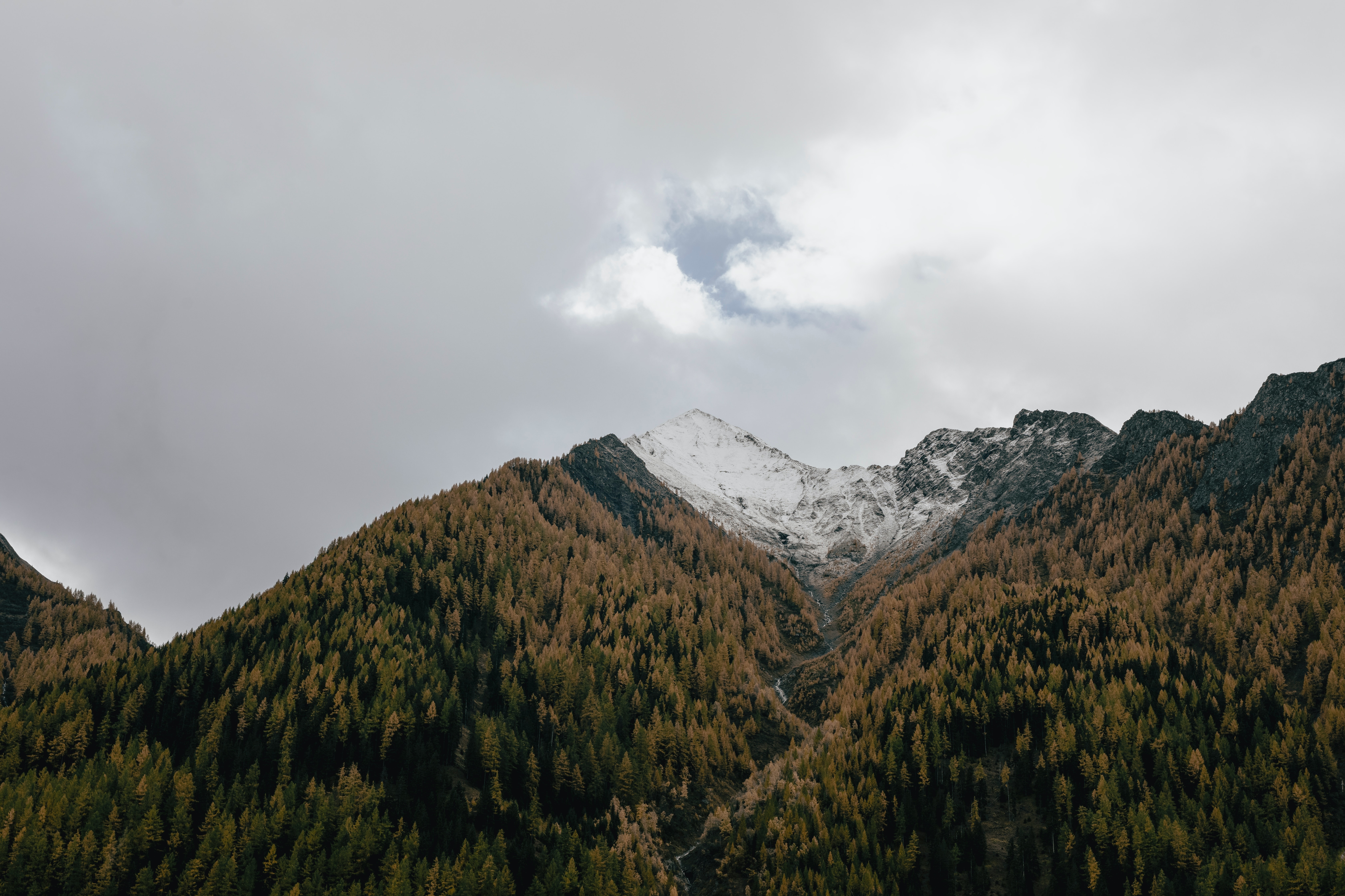 Snow-capped mountains covered in dense autumn trees HD Wallpaper