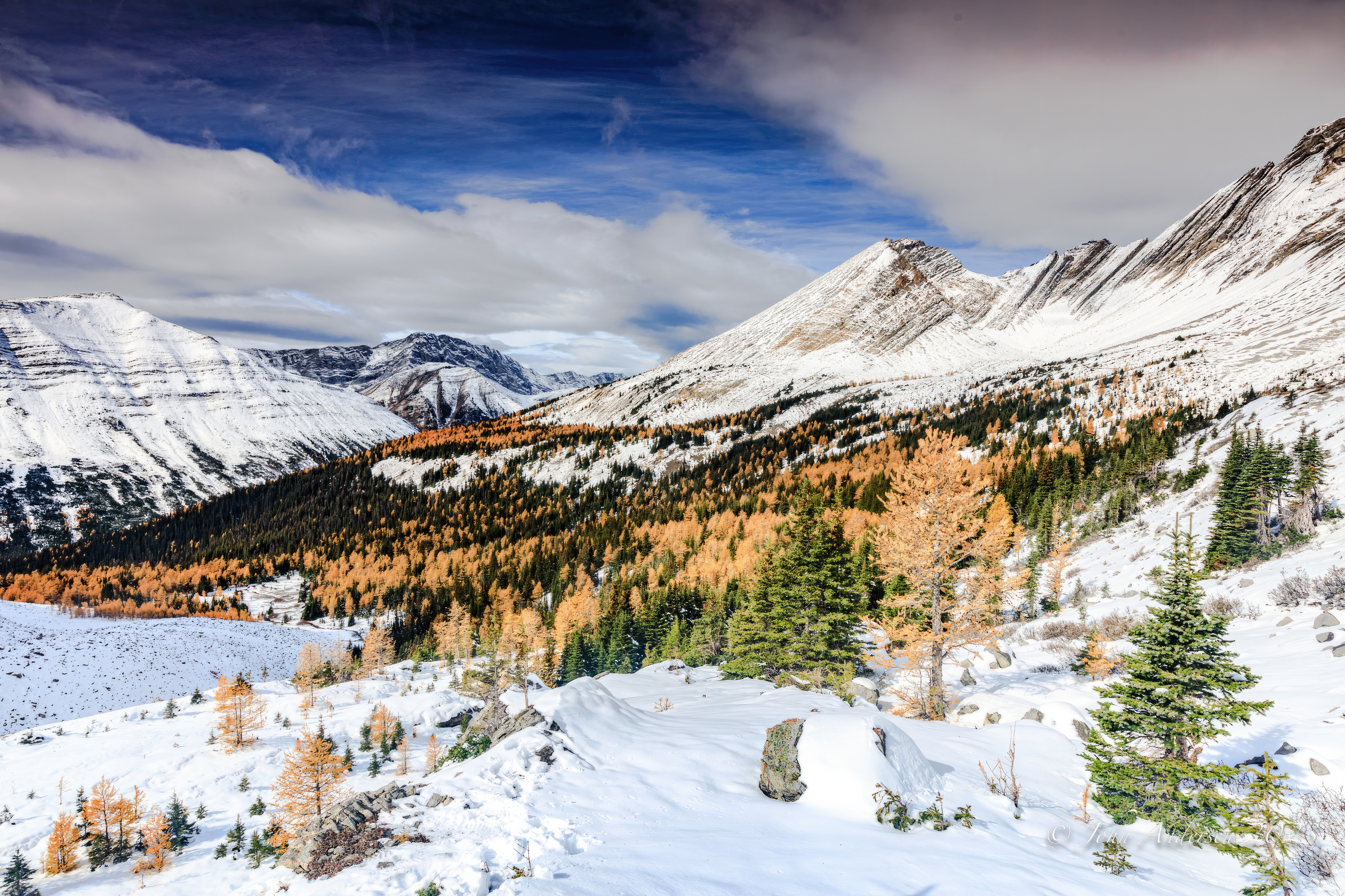 Snowy Mountains and Yellow Larches in Kananaskis HD Wallpaper
