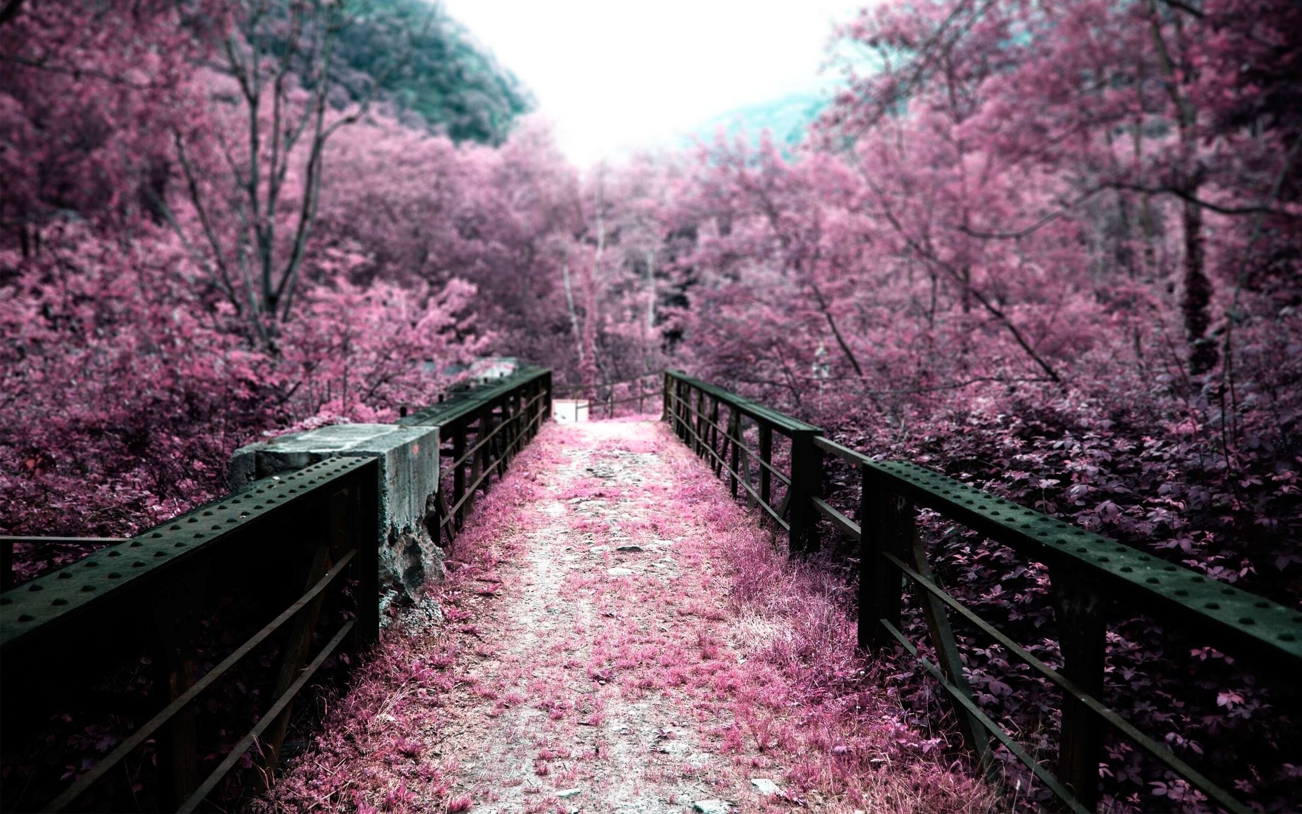 Pink forest landscape with a bridge HD Wallpaper