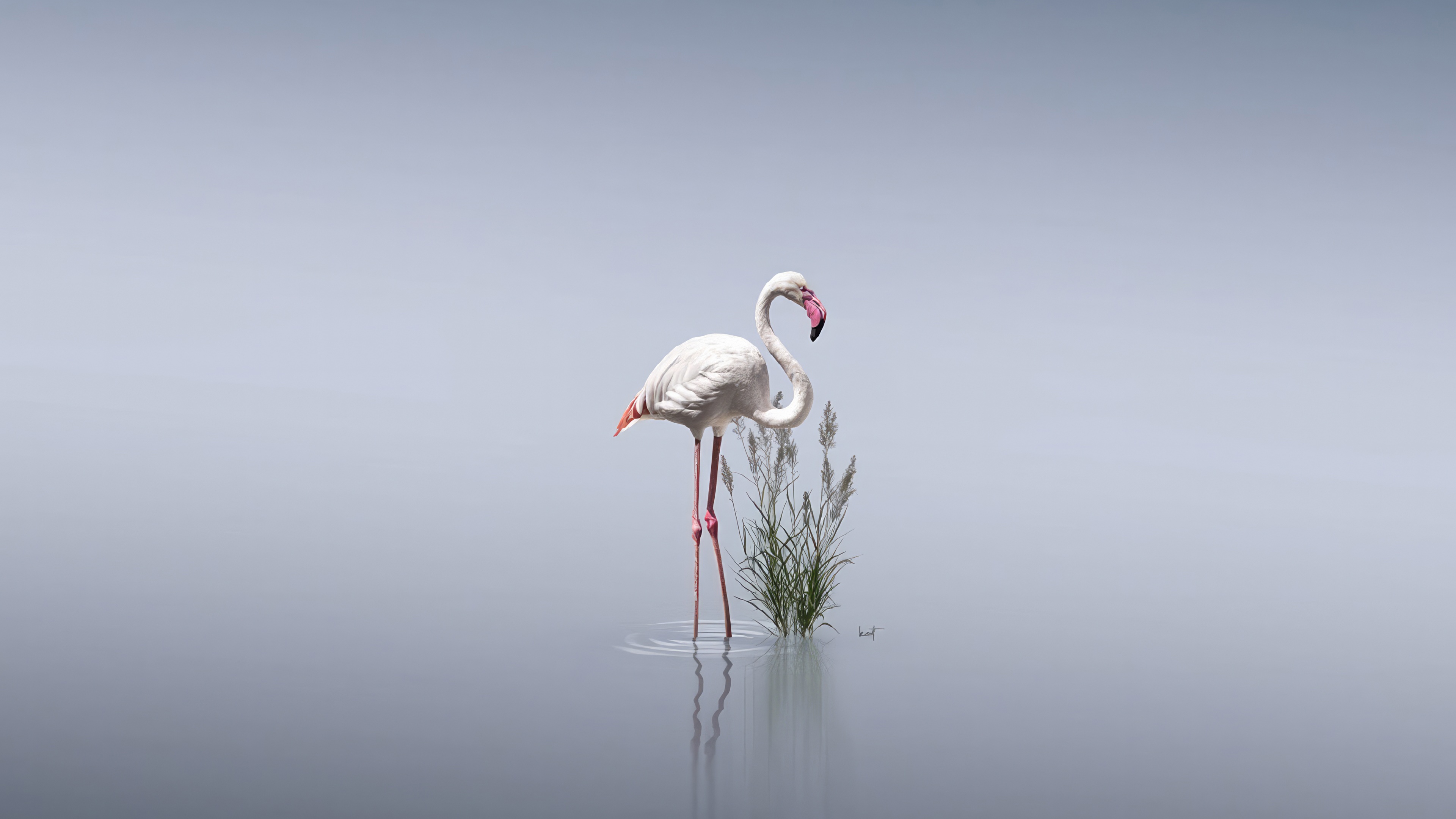 Flamingo standing in shallow water with reeds HD Wallpaper