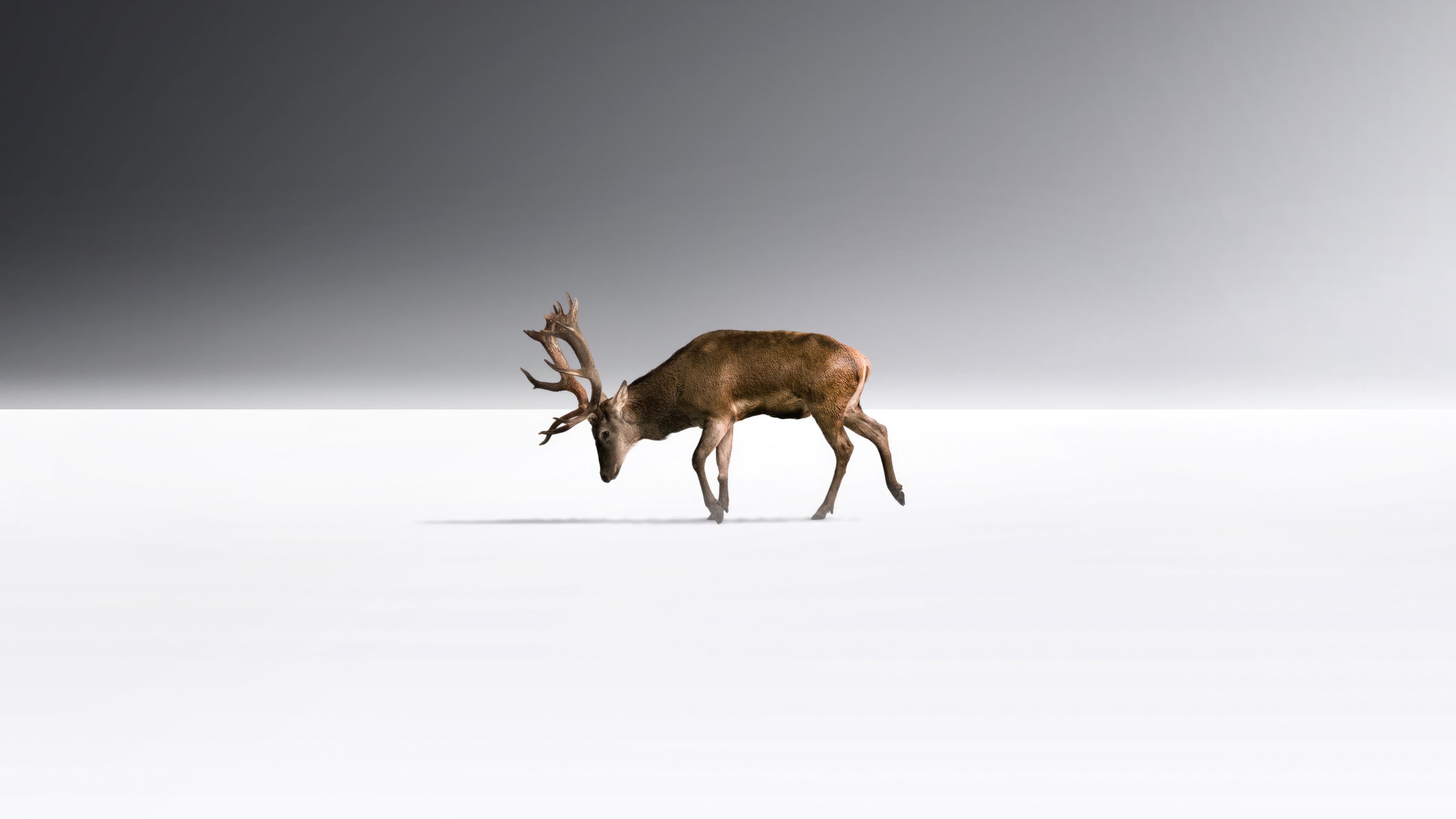 A lone reindeer walks on a white surface HD Wallpaper