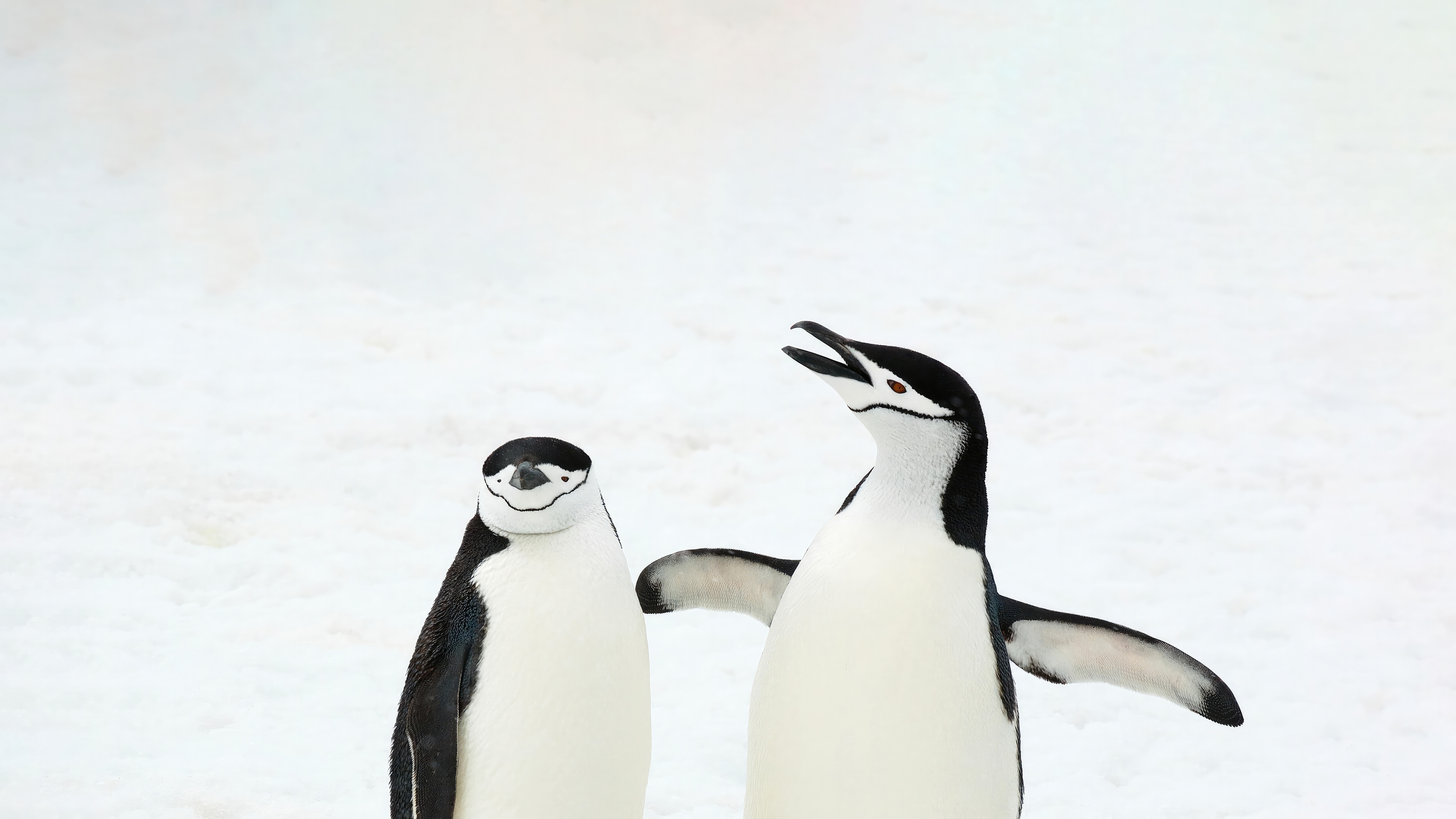 Two Chinstrap Penguins in the Snow HD Wallpaper