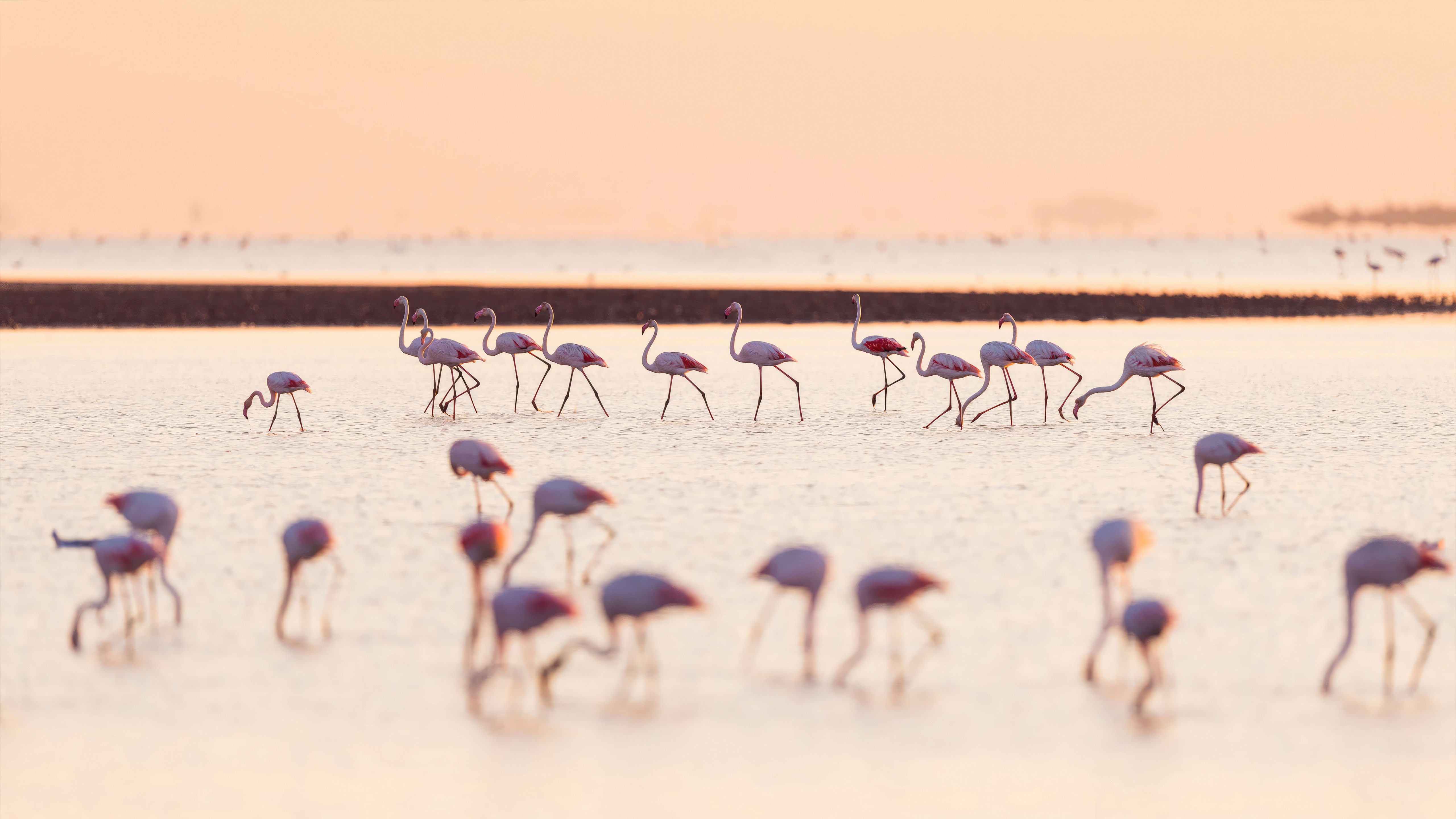 Flamingos wading in shallow water at sunset HD Wallpaper