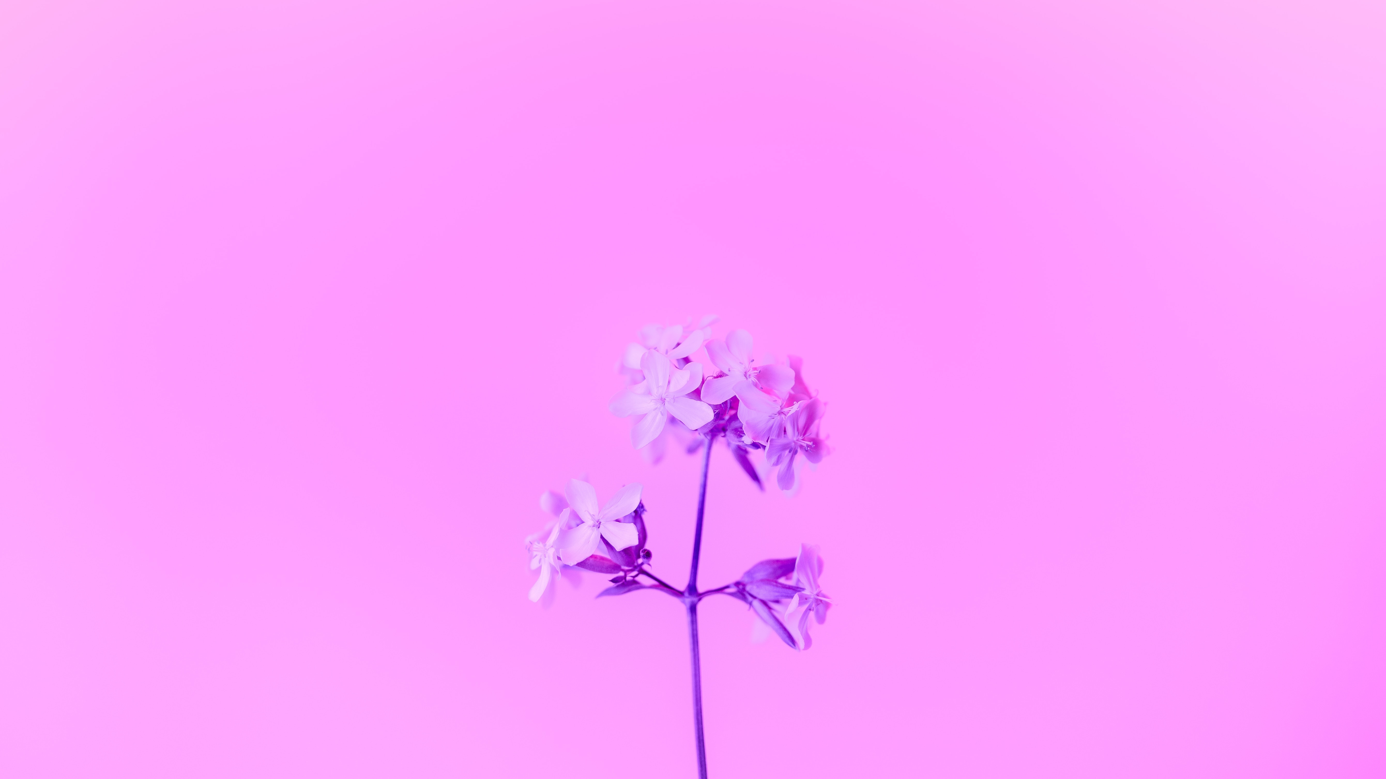 Purple flower against a pink background HD Wallpaper
