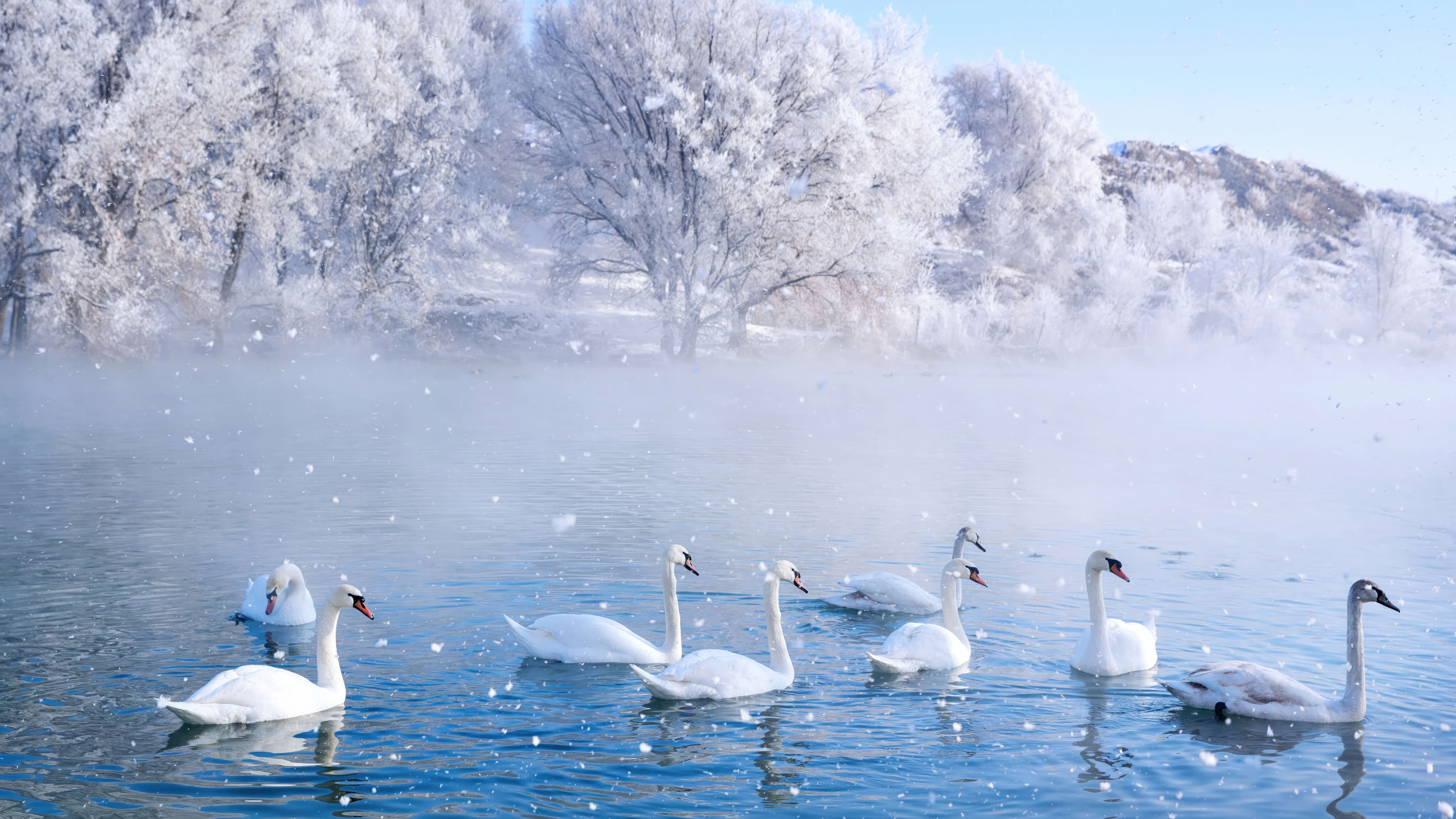 Swans swimming in a misty winter lake HD Wallpaper