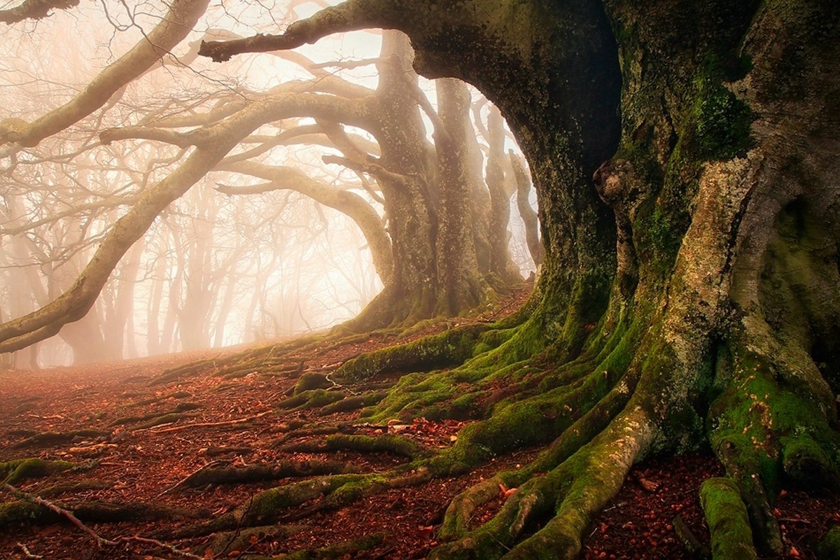 Ancient moss-covered trees with exposed roots in a misty forest HD Wallpaper