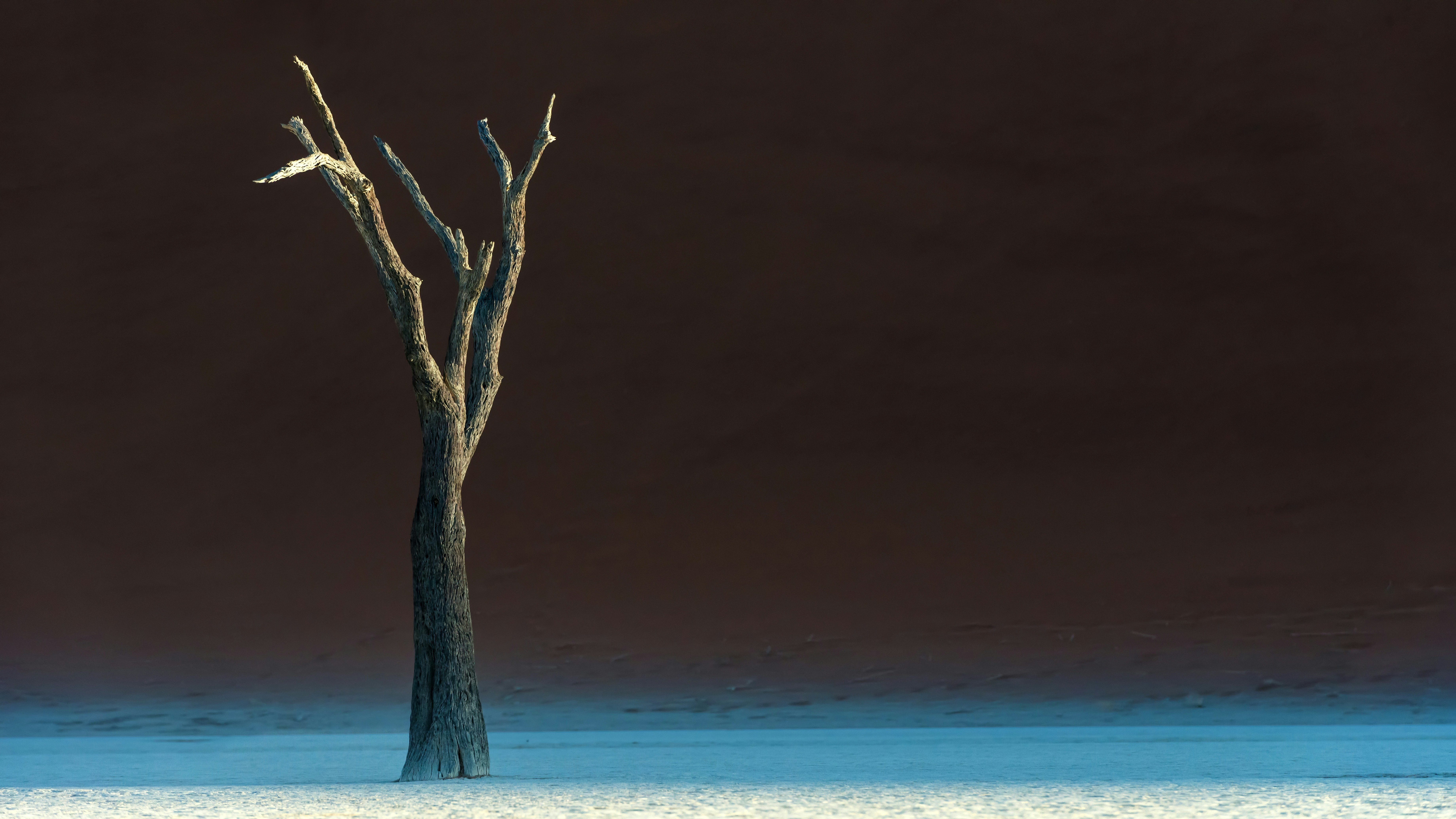 Solitary dead tree in a desert landscape HD Wallpaper