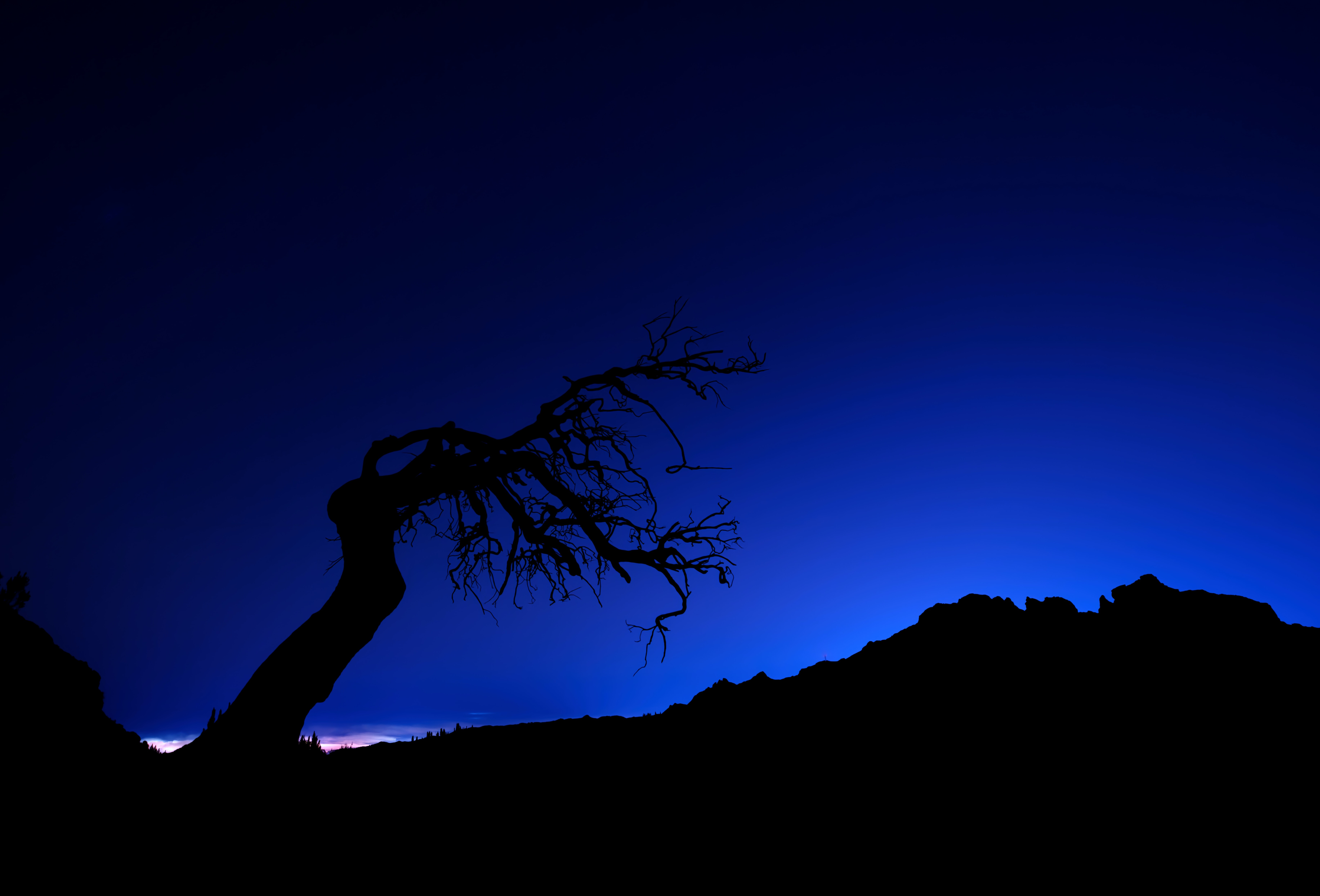 Silhouette of a gnarled tree against a deep blue sky HD Wallpaper