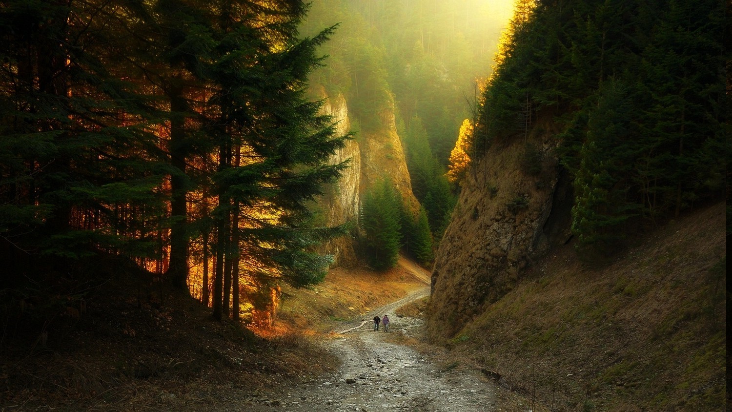Dirt road through a forest canyon with sunlight HD Wallpaper