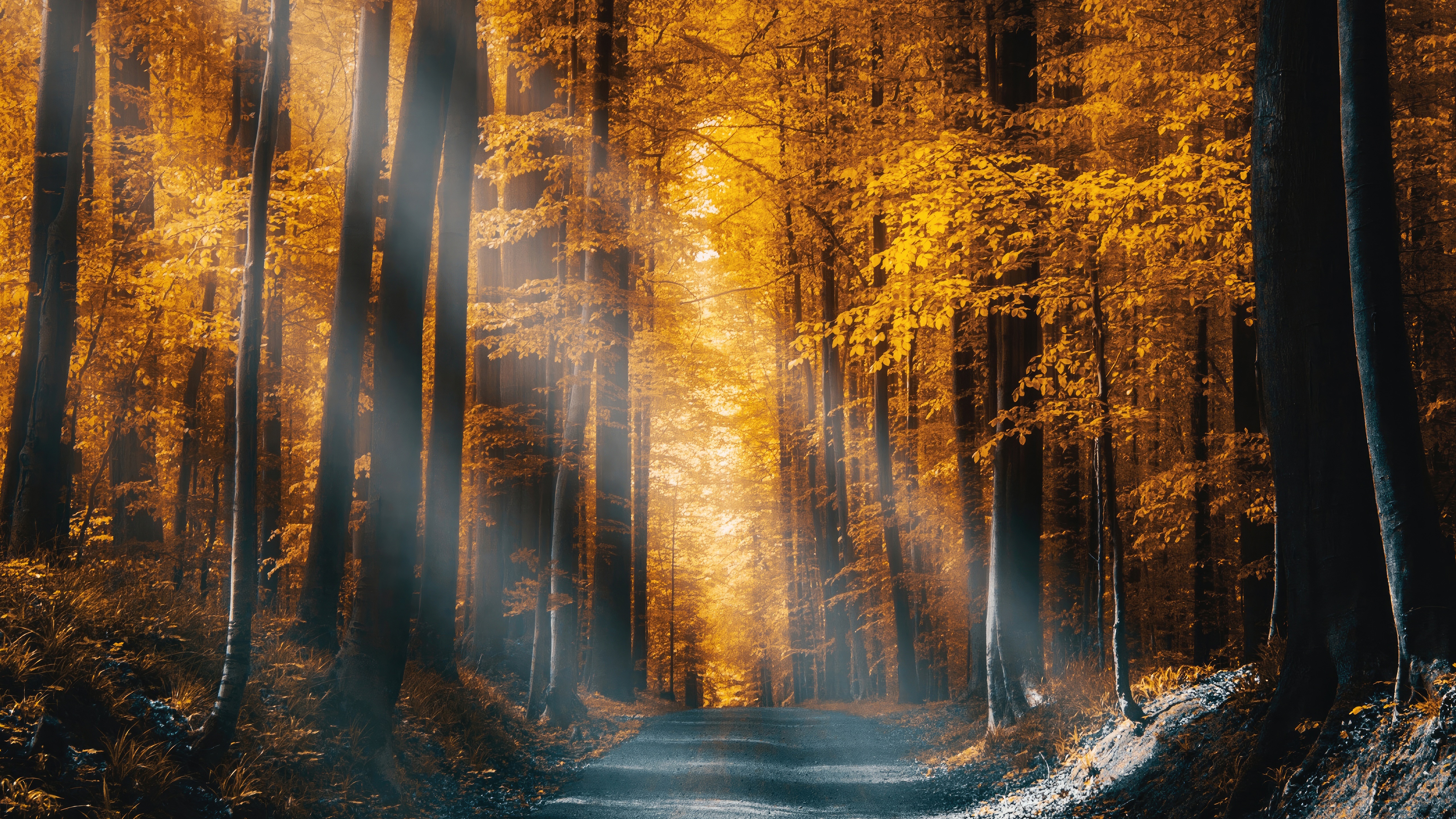 Autumn forest road with sunbeams filtering through trees HD Wallpaper