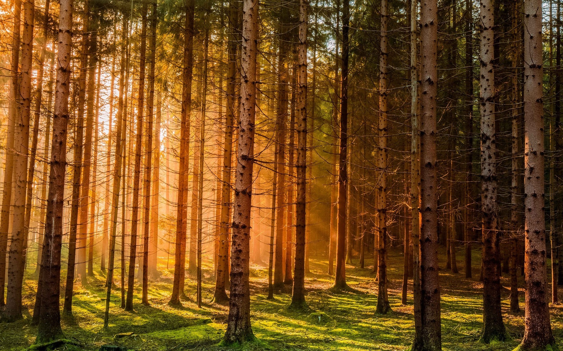 Sunlight filtering through trees in a forest HD Wallpaper