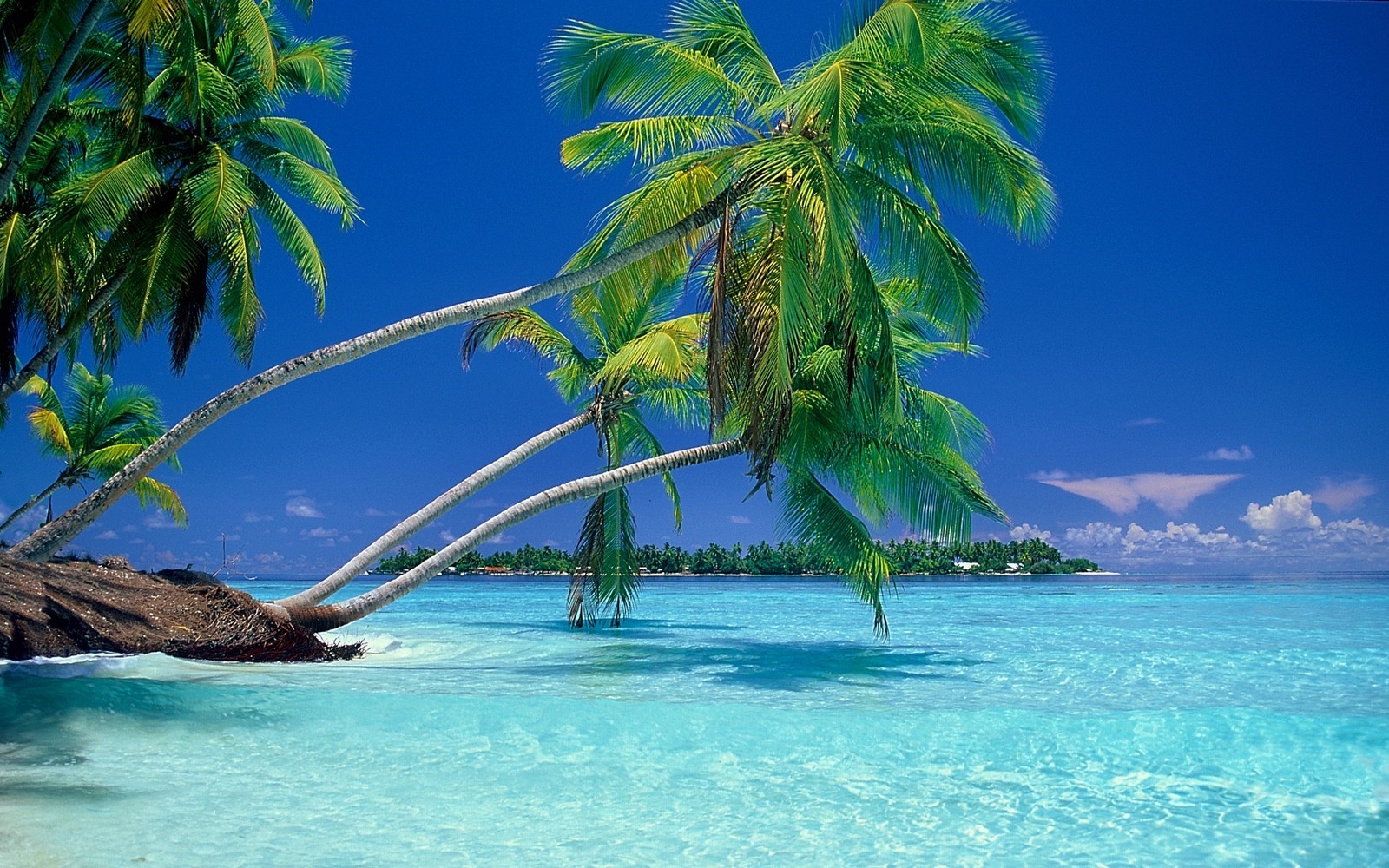 Tropical beach with palm trees and clear blue water HD Wallpaper