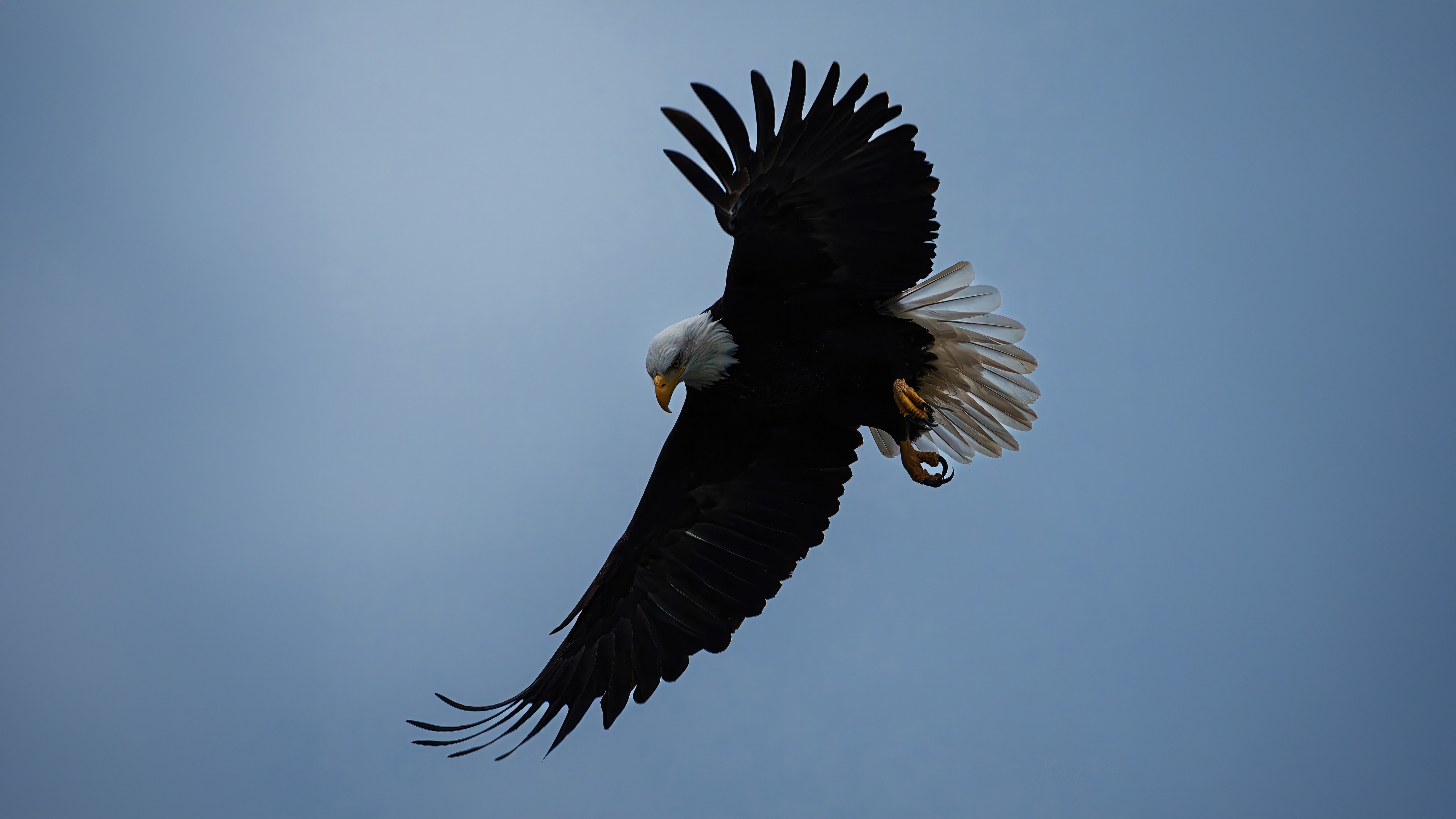 Bald Eagle in Flight Against a Cloudy Sky HD Wallpaper